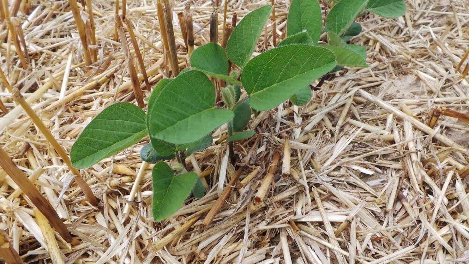 Con la tecnologia il mercato cresce del 19%