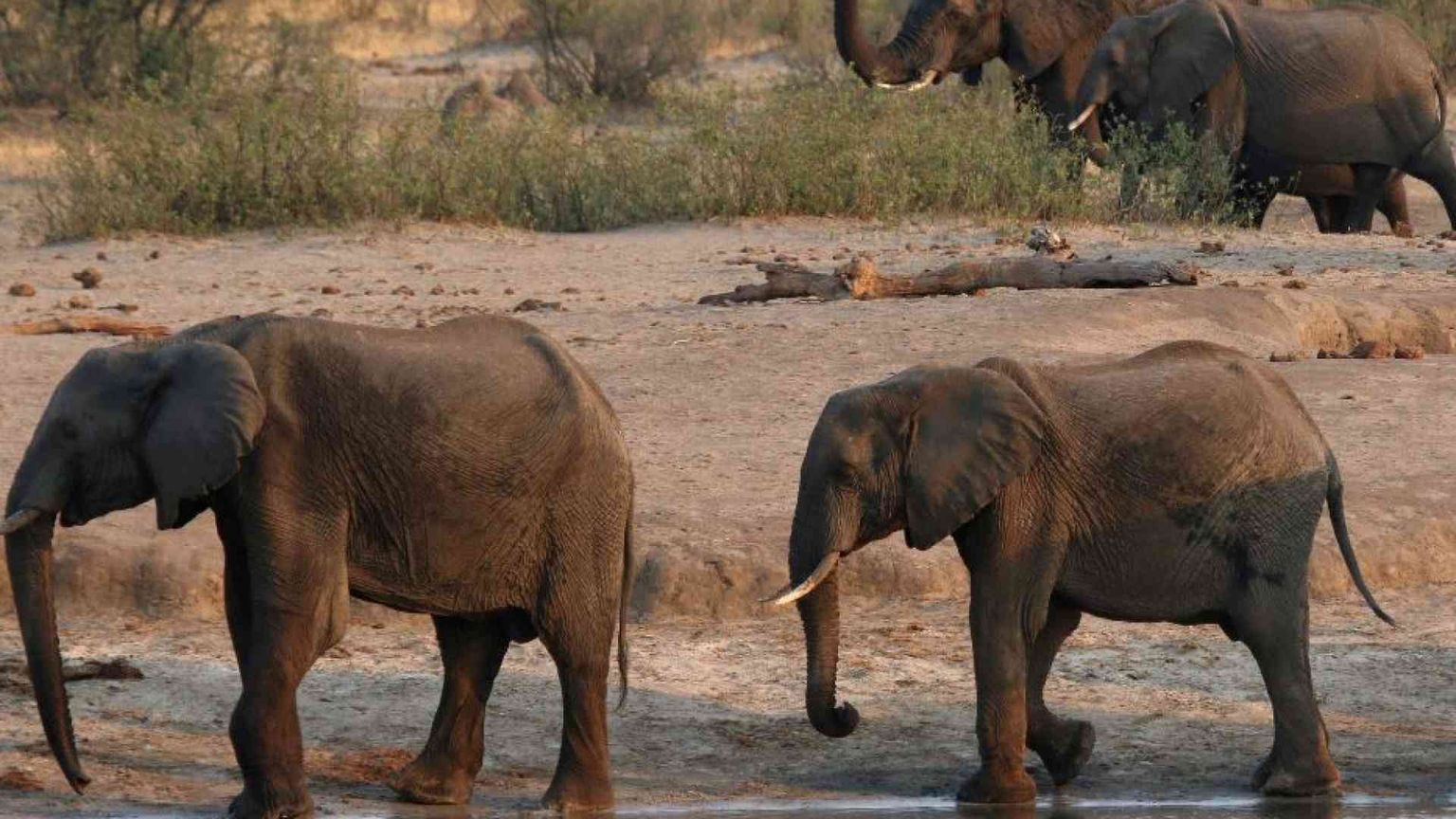 La siccità affama l'Africa: centinaia di elefanti saranno uccisi e mangiati