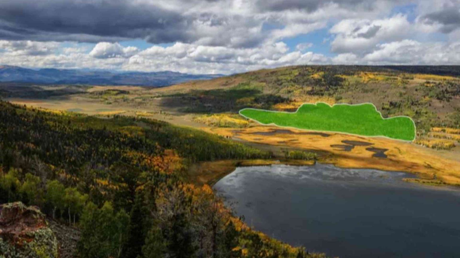 Pando rischia di morire: è l'essere vivente più grande del mondo
