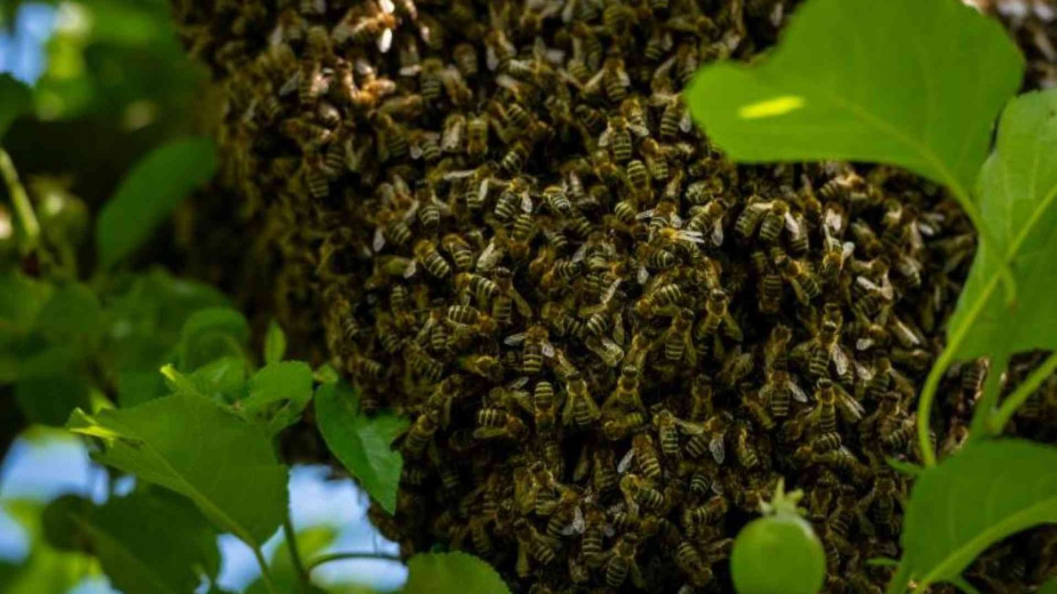 Monarchia o democrazia? No: la Chiesa è un alveare