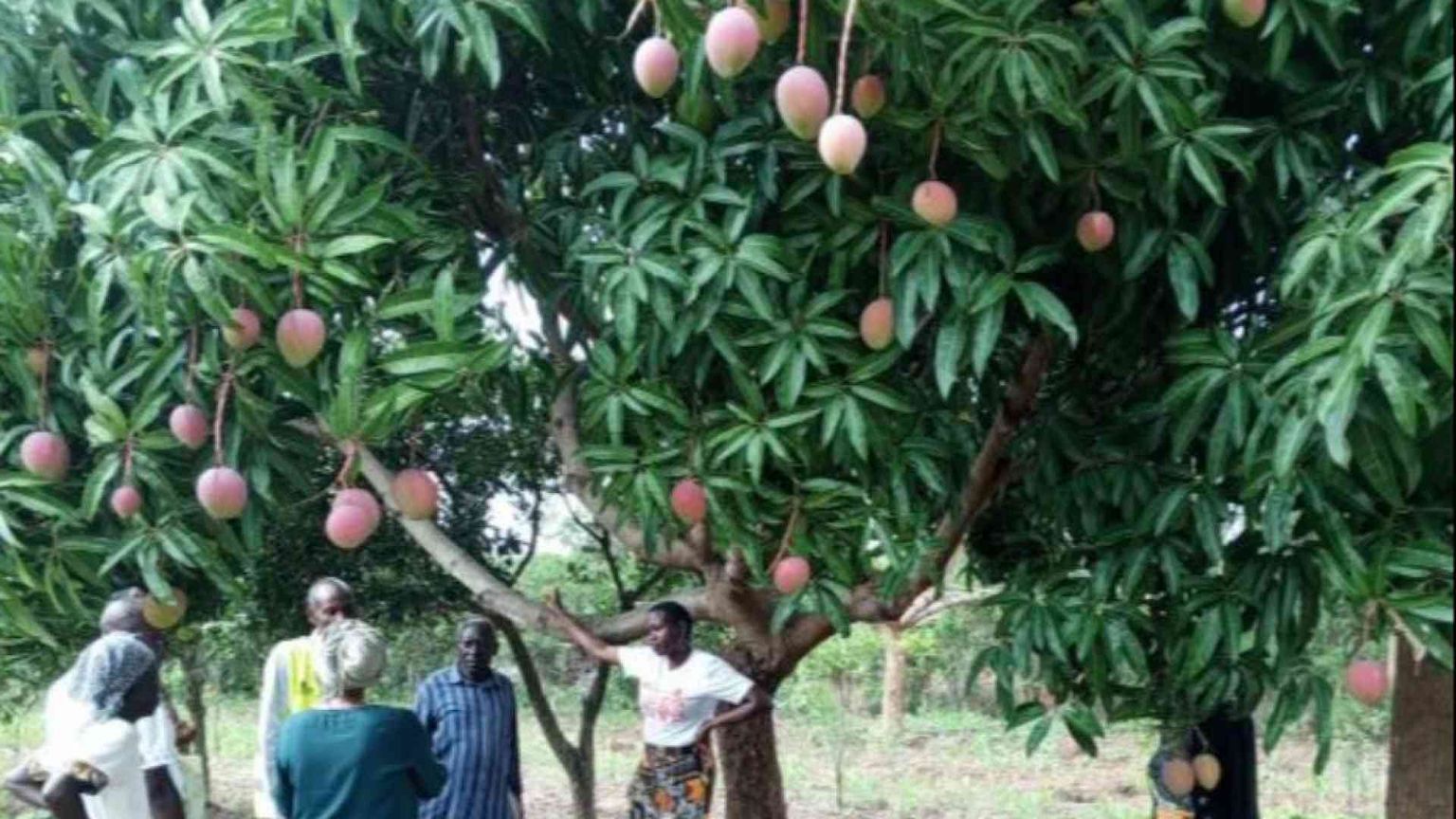 Formazione e una filiera più equa: in Kenya il mango rafforza le comunità