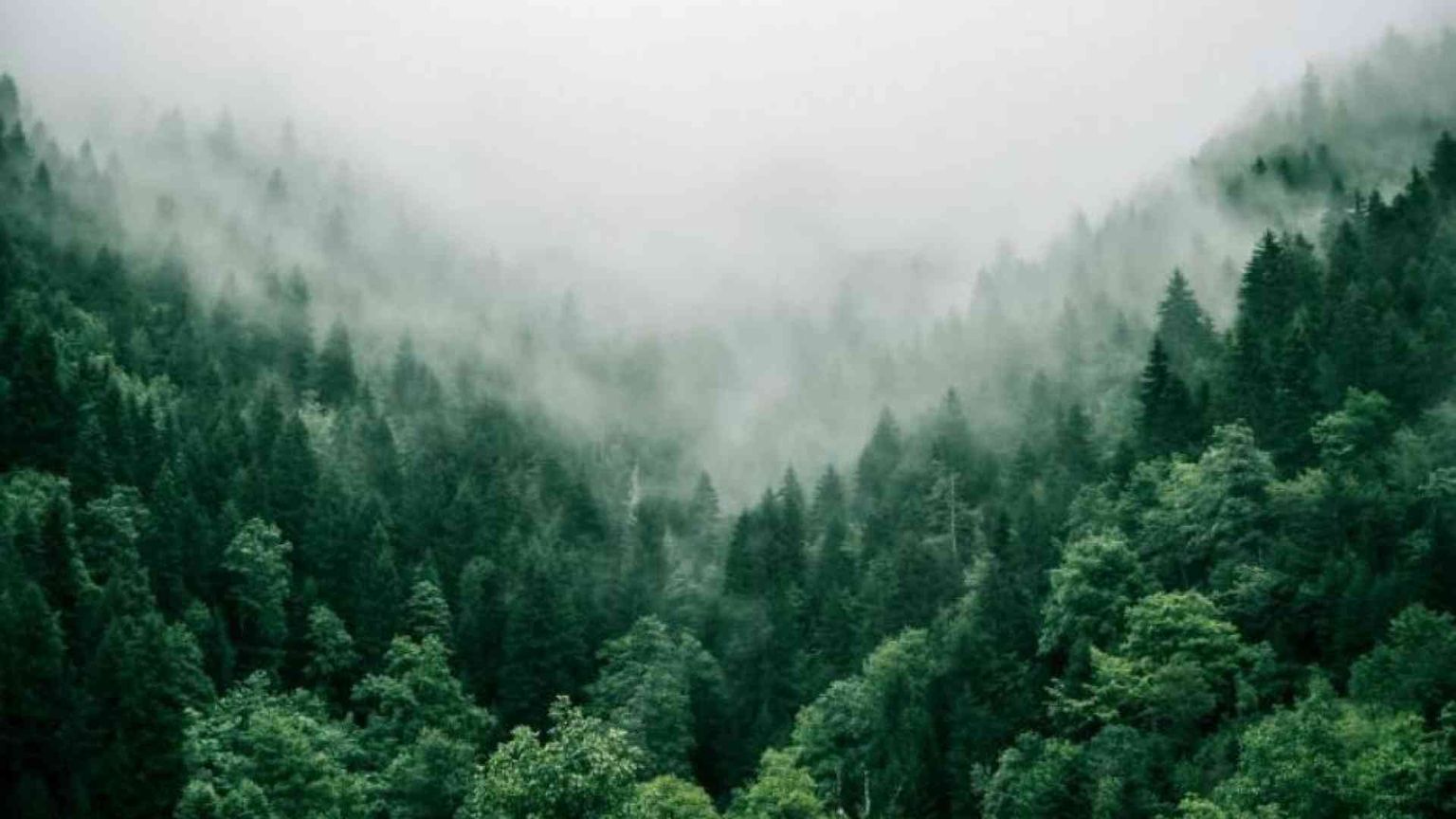 La società degli alberi cerca la condivisione