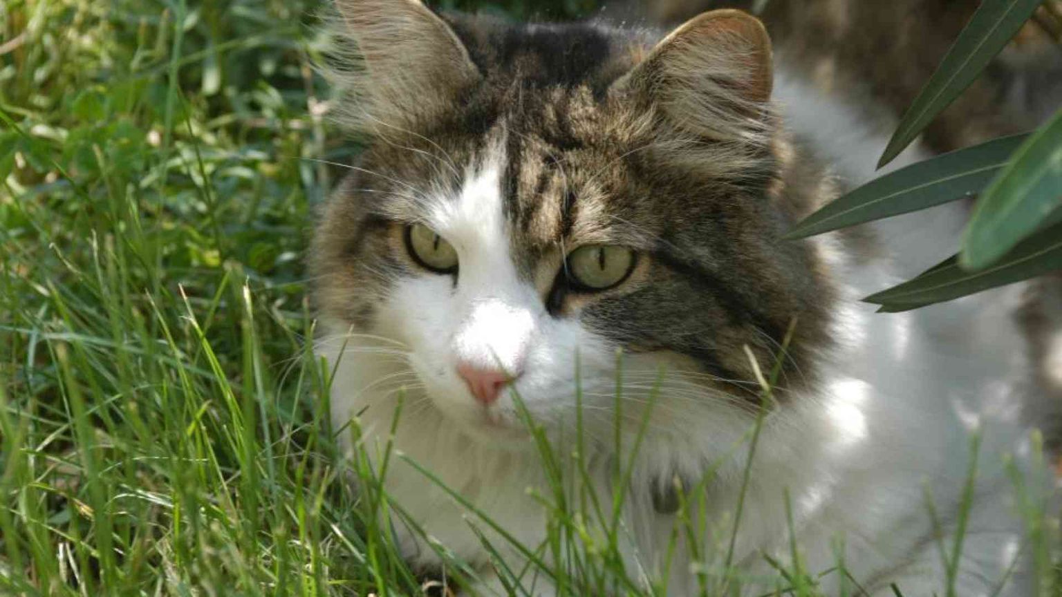 Gatto infettato dall’aviaria, i consigli delle autorità sanitarie