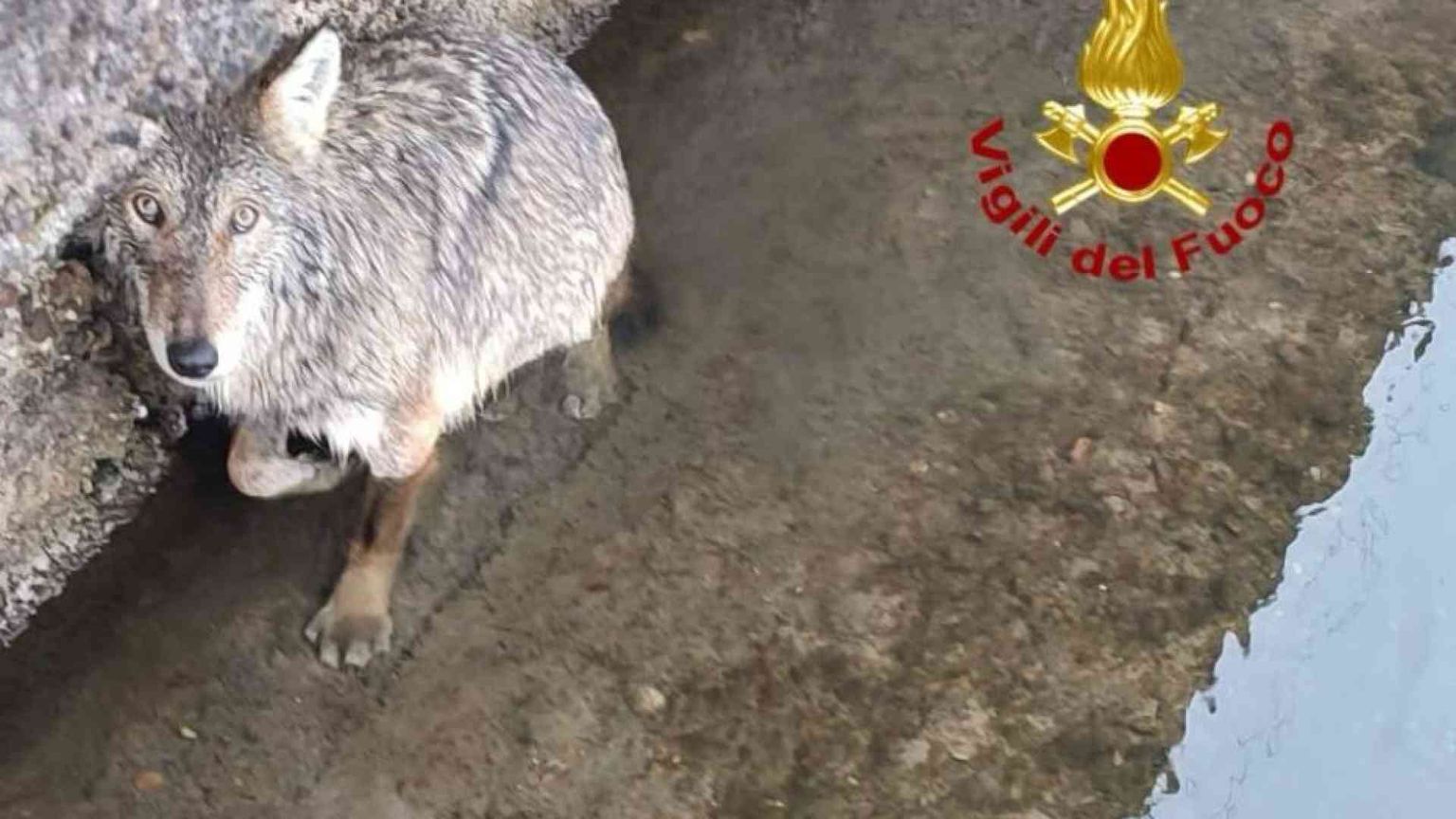 Il salvataggio col canotto e le cure: ma cosa ci faceva un lupo nel Naviglio?