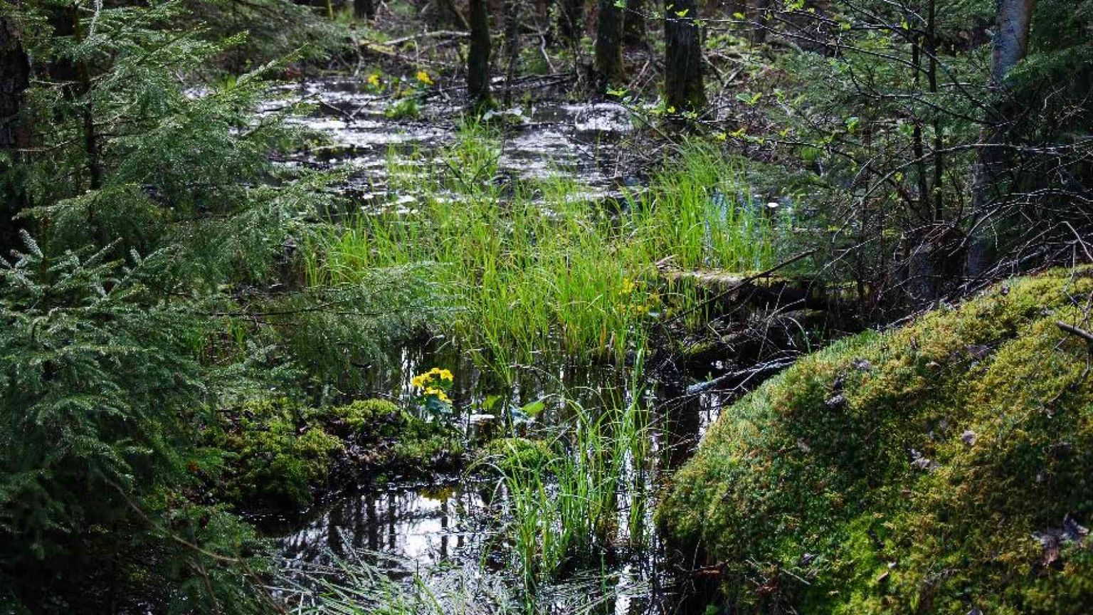 La preghiera dei sensi
