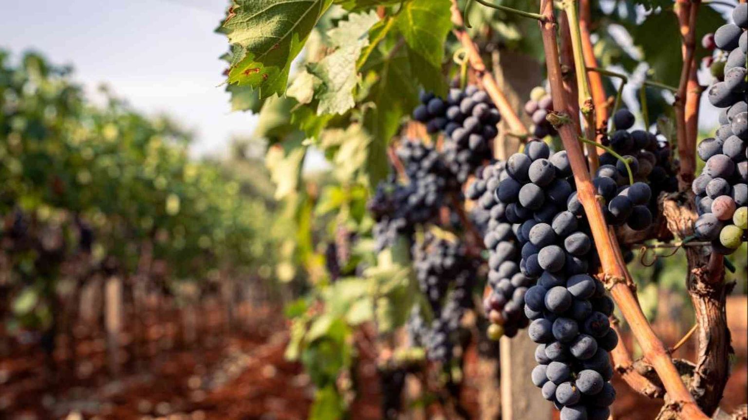 Il gusto dell'Italia, così l'enogastronomia moltiplica gli arrivi