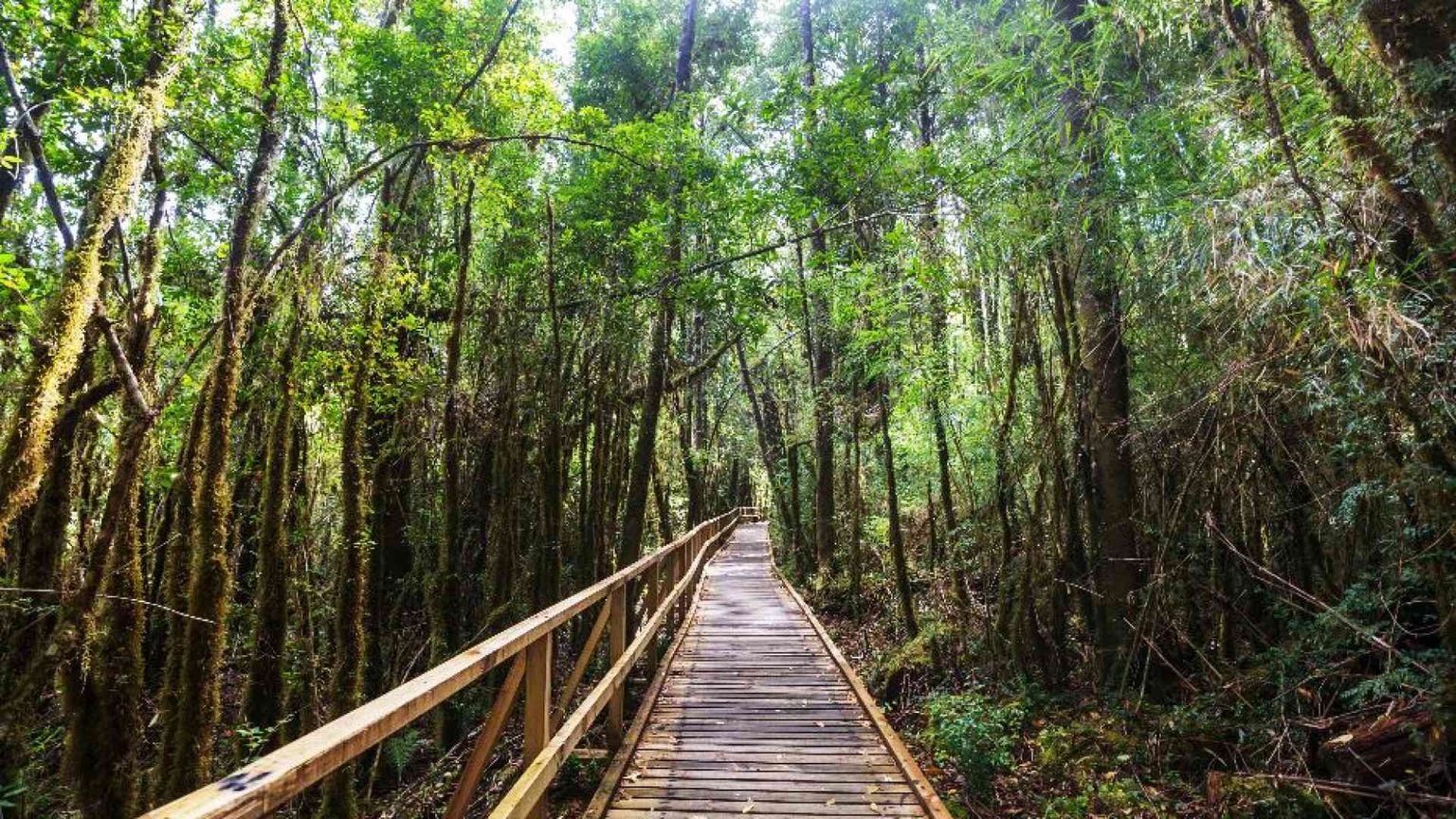 Clima, risorse, biodiversità: le foreste, sentinelle della "casa comune"