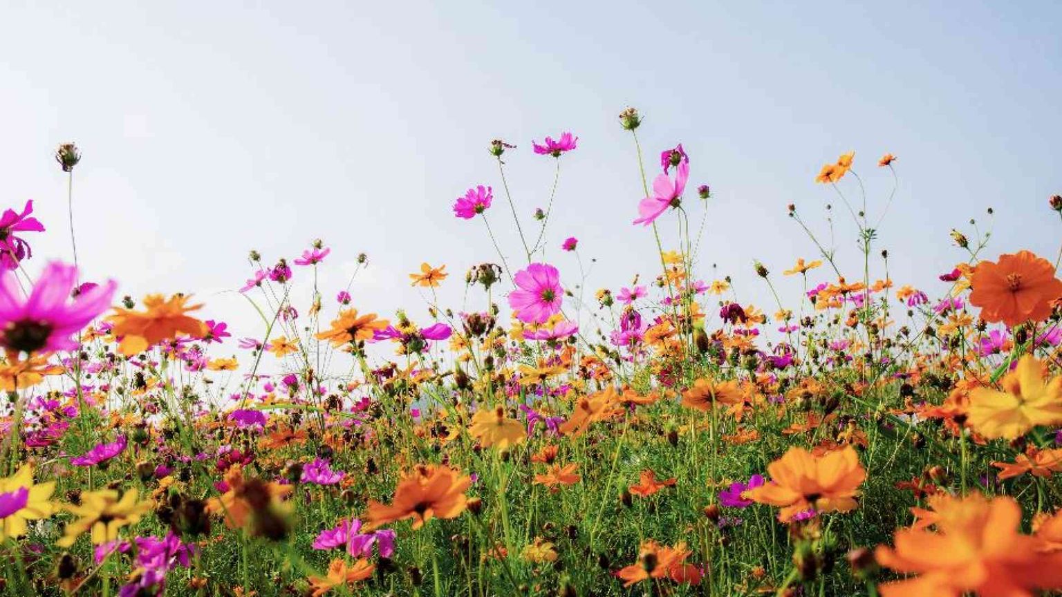 La preghiera della serenità (quando manca)