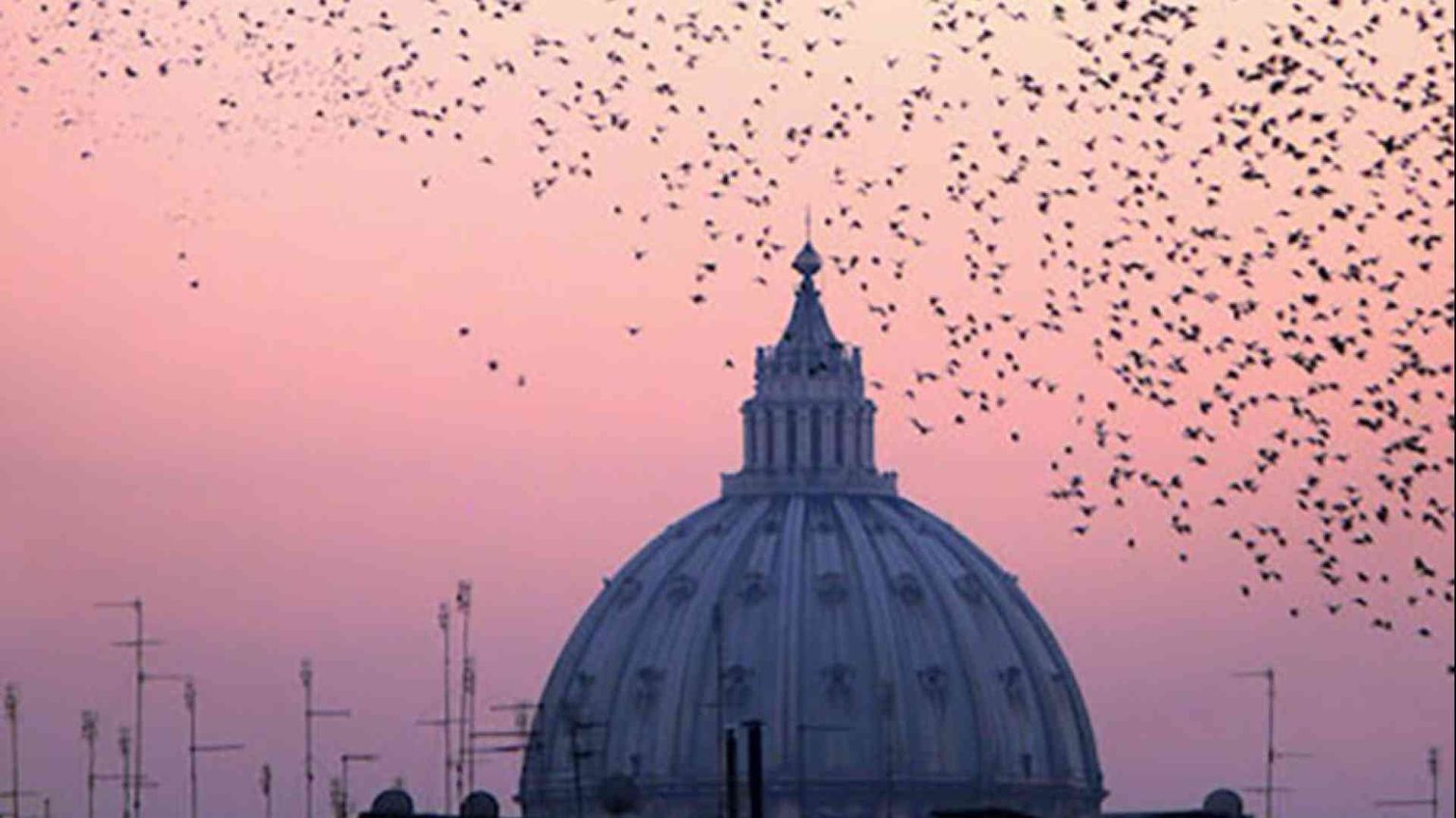 Rondini, falchi e colombe: la mappa dei nidi sulle chiese dei cammini giubilari