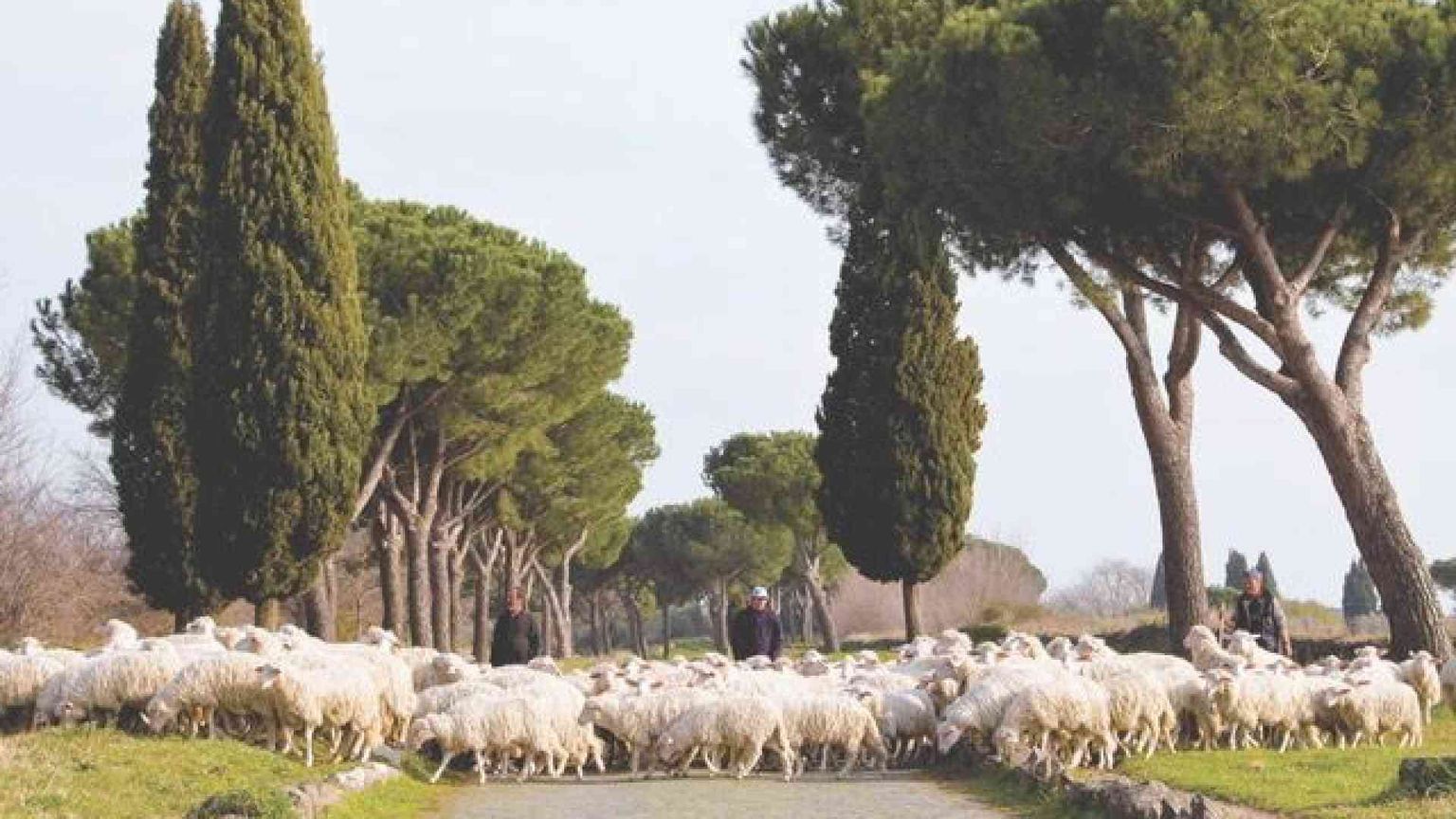 Campagna contro il mercato "low cost" dal Consorzio dell'abbacchio romano Igp