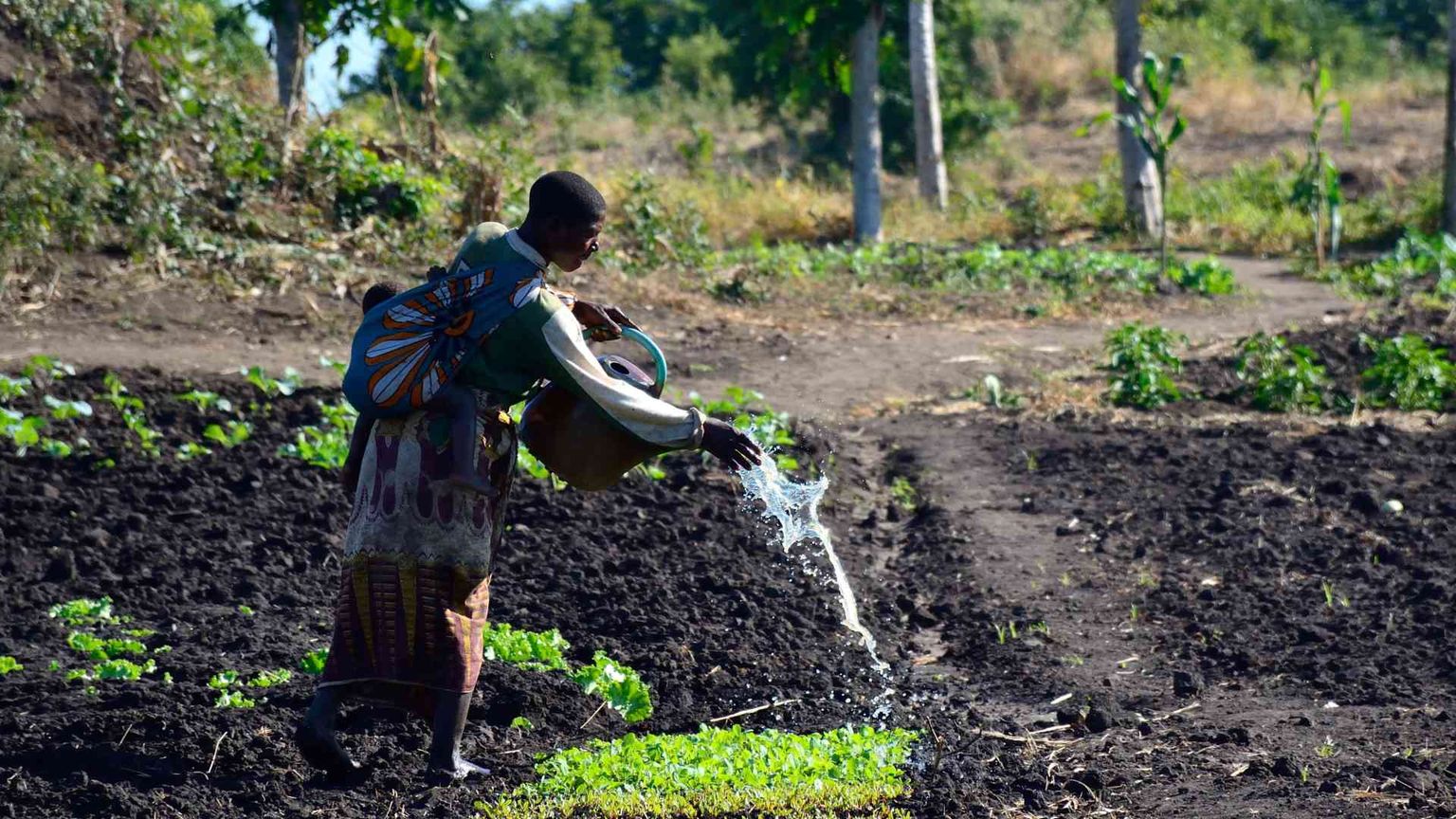 Se un supercereale diventa ponte di sviluppo tra le Murge e l'Etiopia
