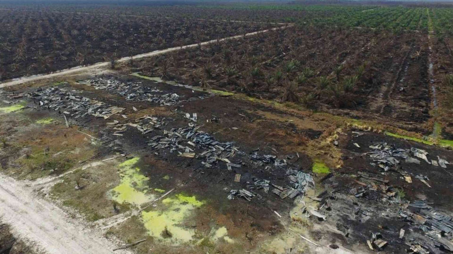 In Indonesia è in atto «la più grande deforestazione al mondo»