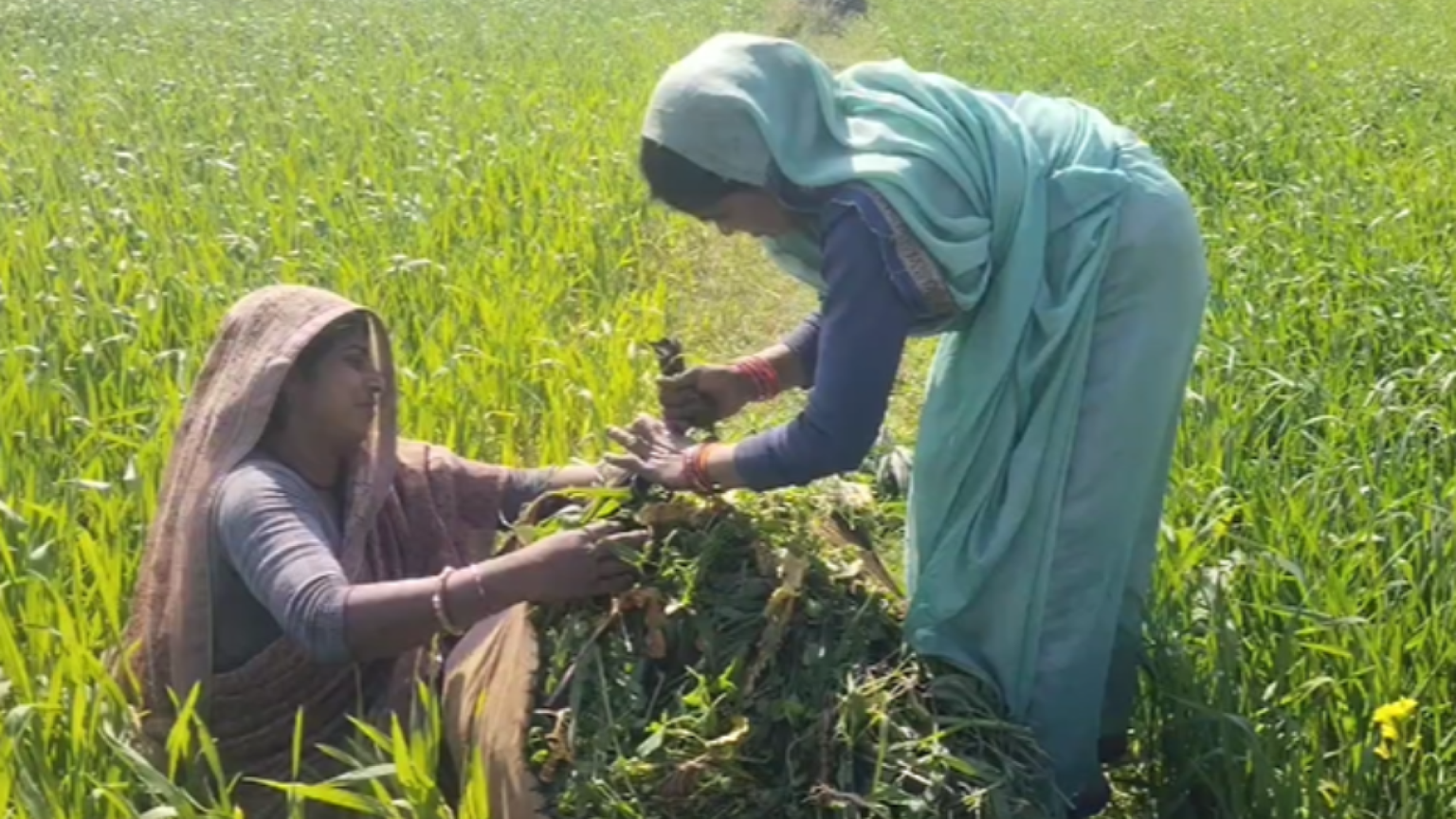 Sfruttate e invisibili: le contadine senza terra dell'India