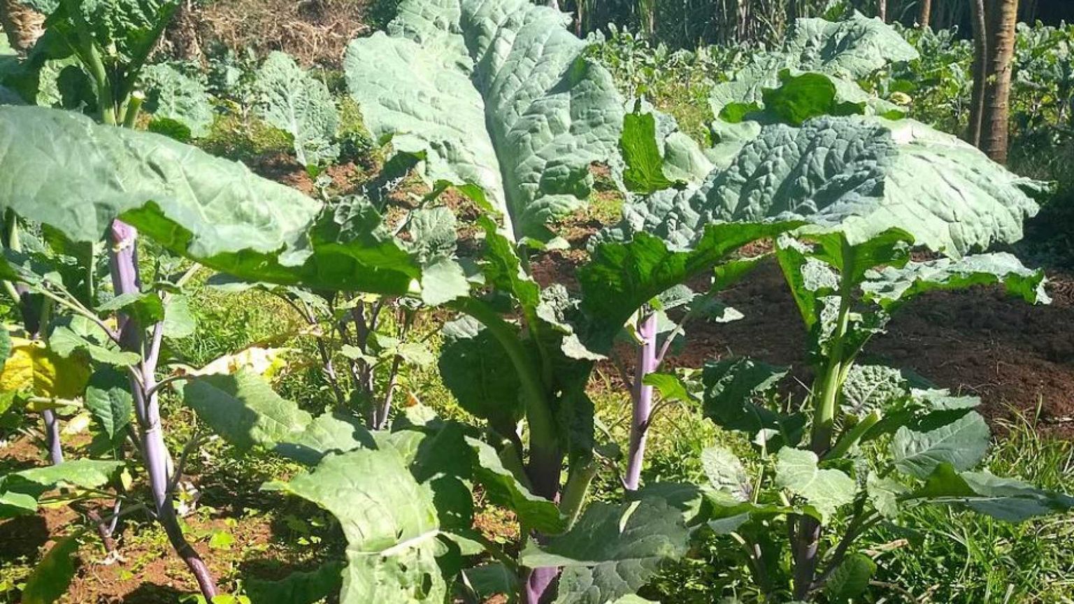 Che cos'è la “carinata”, la pianta con cui il Brasile vuol far volare gli aerei