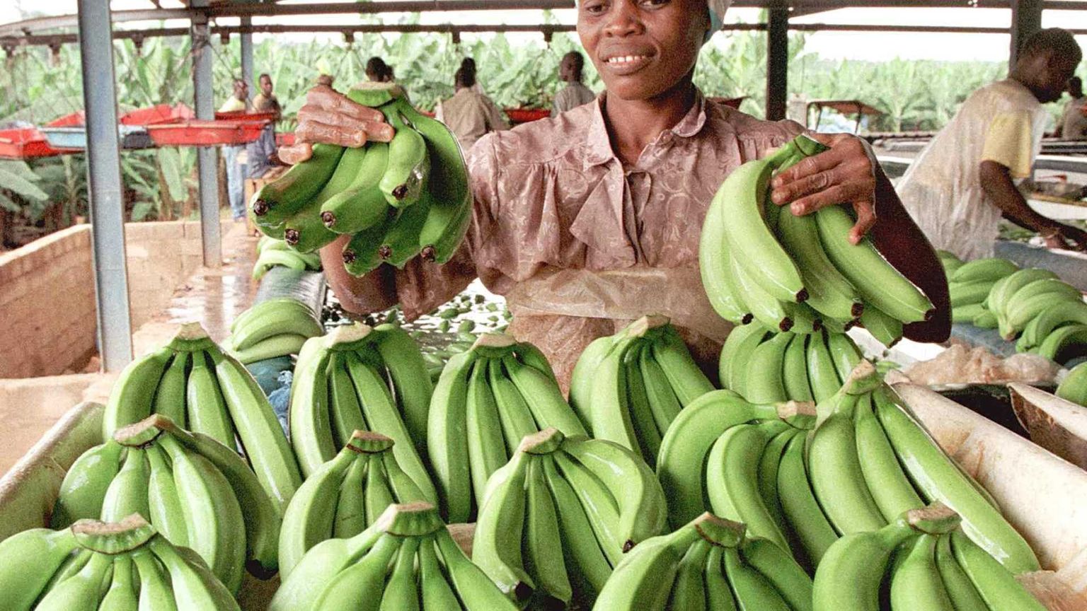 Chiquita lascia Panama: licenziati gli ultimi lavoratori
