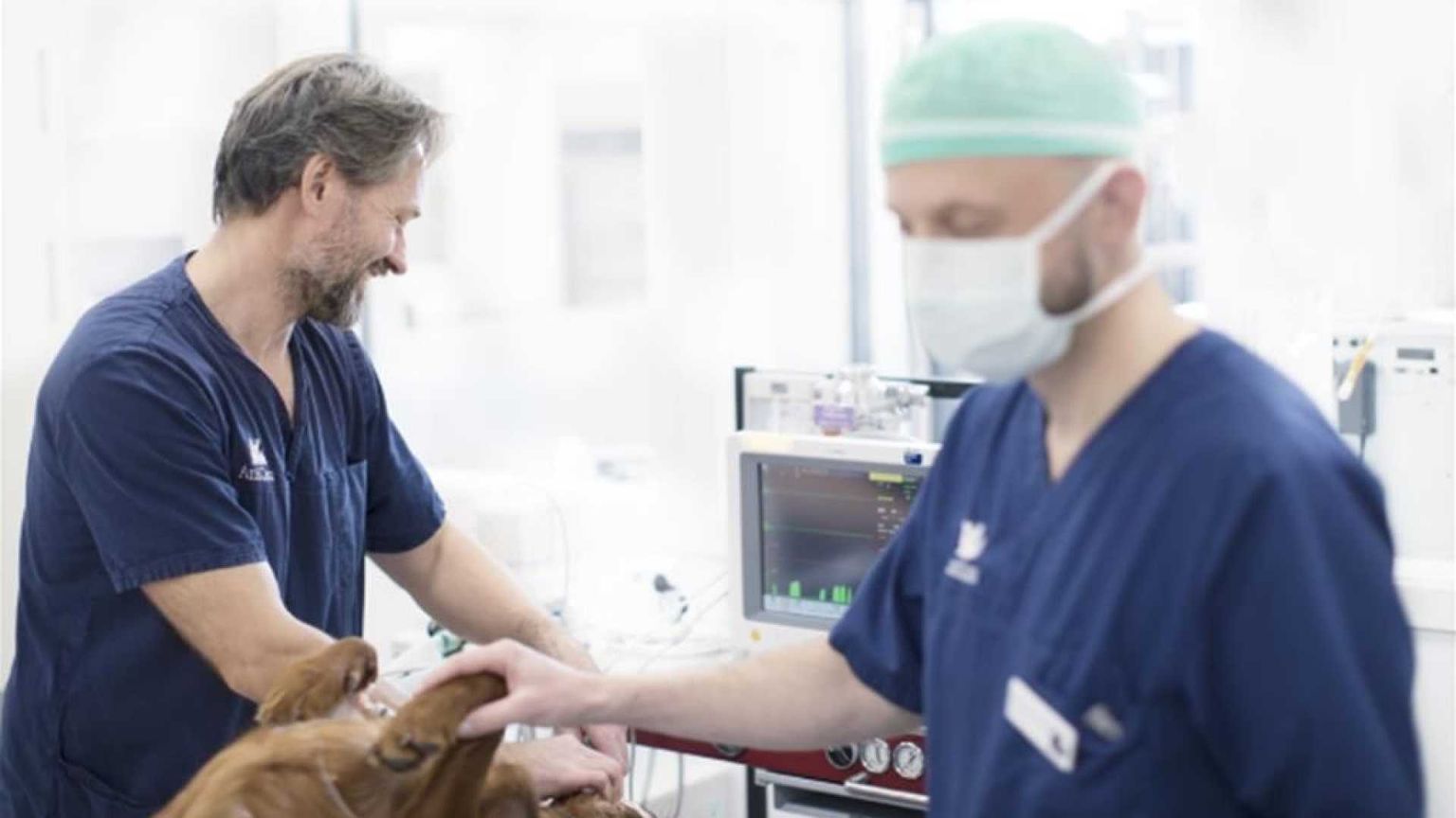 Tecnici veterinari, sono oltre 5mila in Italia