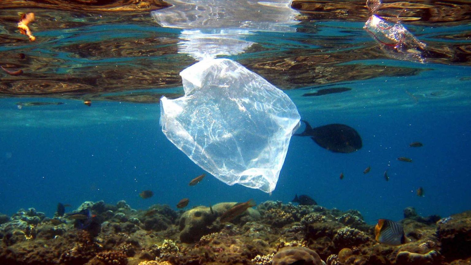 Perché la Giornata dell'Ambiente impone una scelta subito sulla plastica
