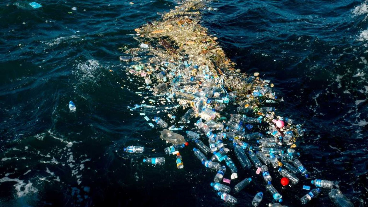 Le microplastiche sono nelle arterie. E si curano con un batterio