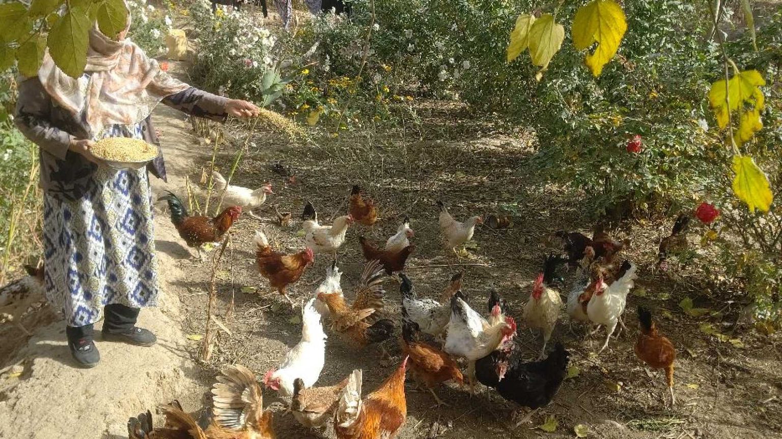 Da dirigenti ad allevatrici di polli: la dignità delle lavoratrici afghane