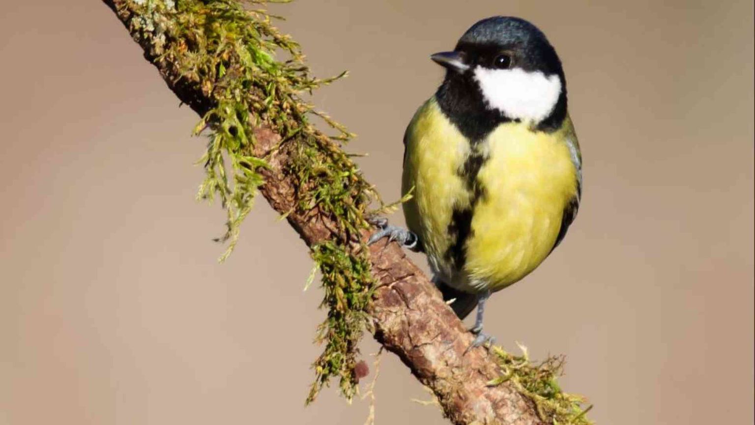 Osservare la vita degli uccelli ci rende più saggi. E umili