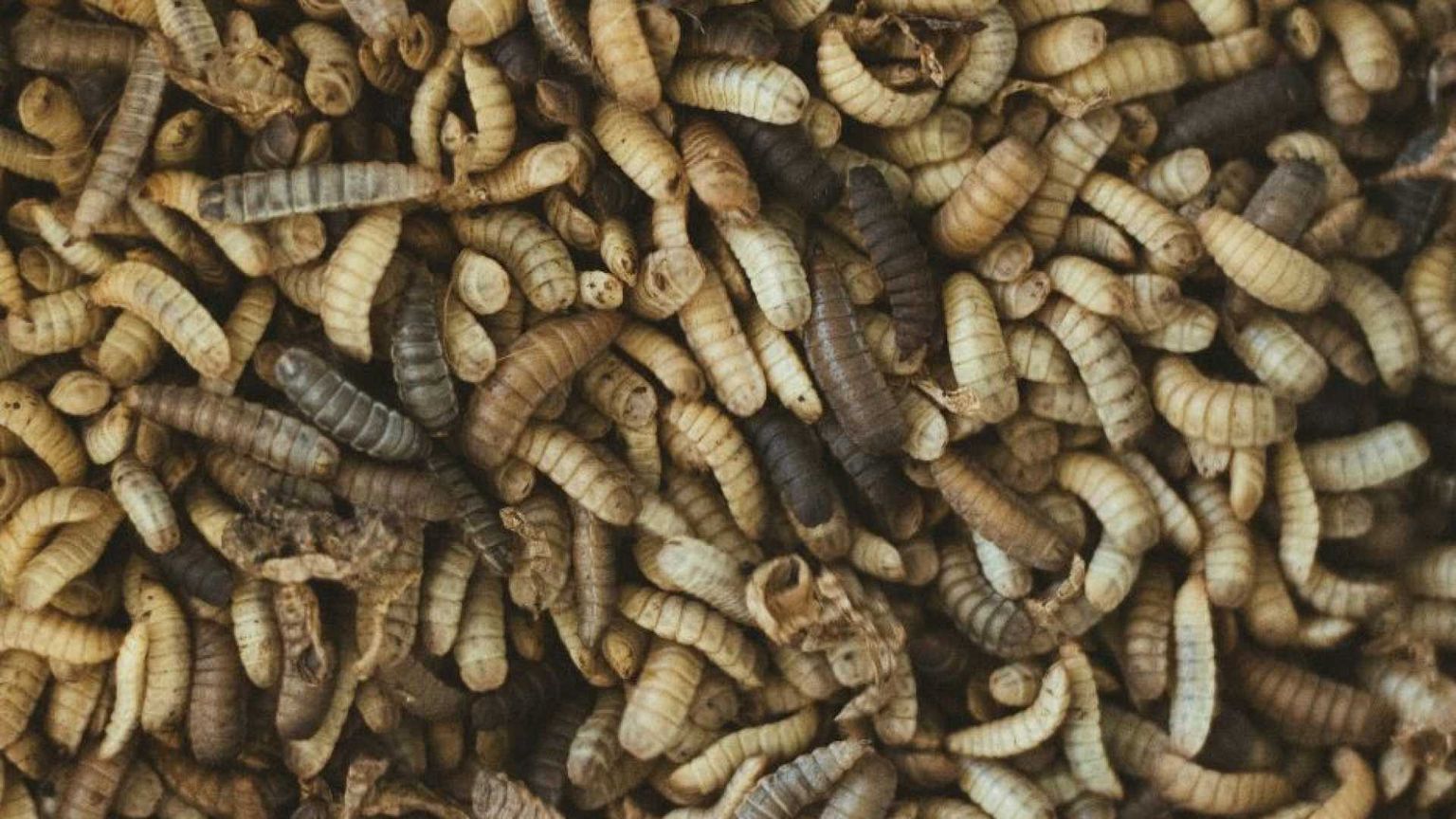 Un banchetto di larve di mosca: la sorprendente dieta dei Neanderthal