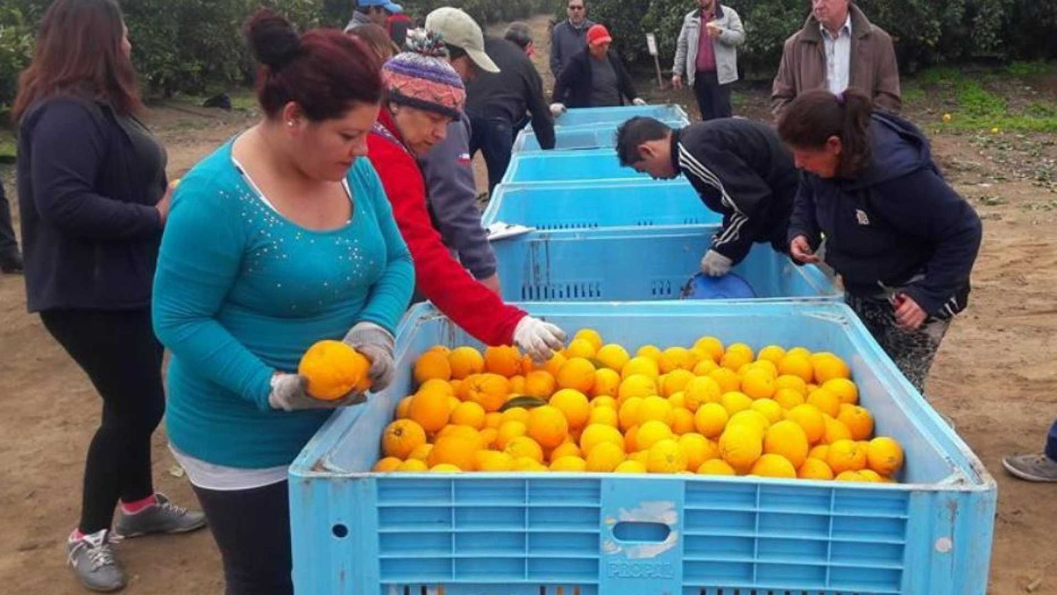 Limeira, l'impero brasiliano delle arance che è in mano ai nostri emigrati
