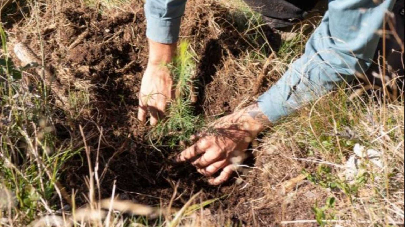 I boschi feriti dalla tempesta Vaia a sorpresa si stanno rigenerando