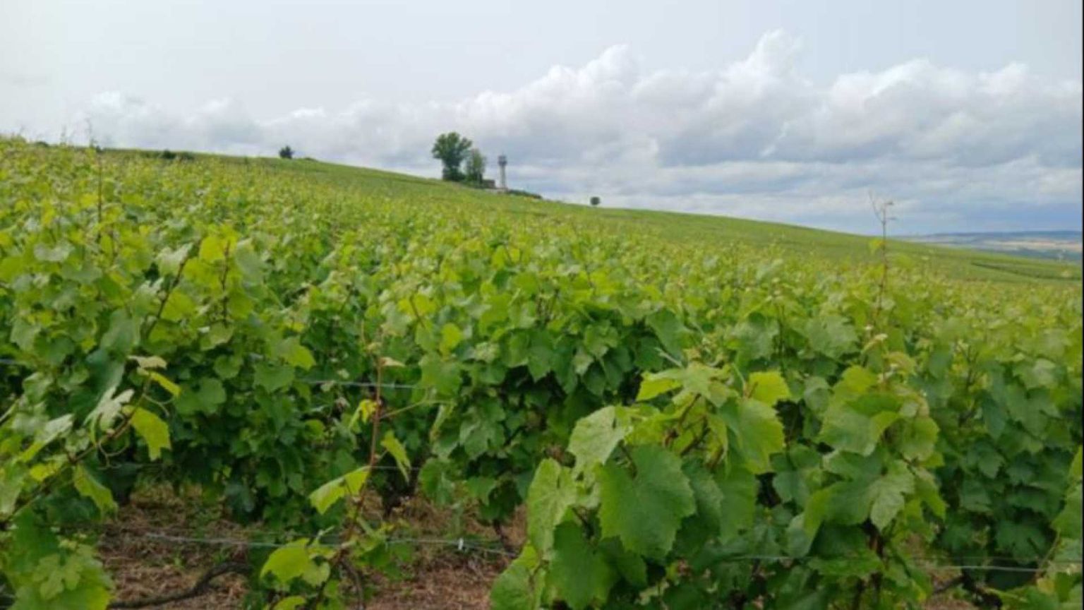 Noi pellegrini nella Champagne dove le vigne parlano dell’Europa