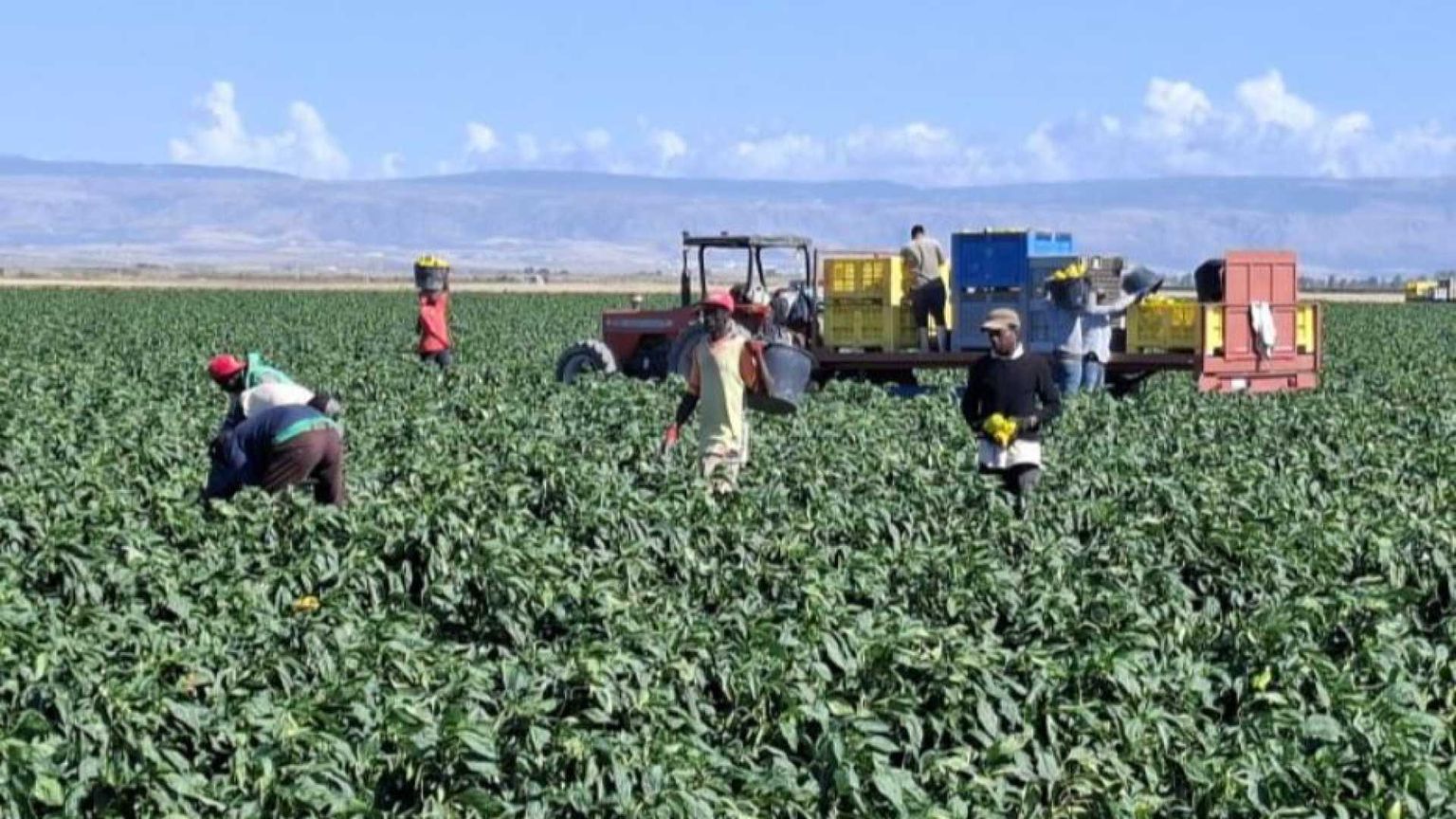 Dove resistono i caporali: a Borgo Mezzanone l'integrazione è sospesa
