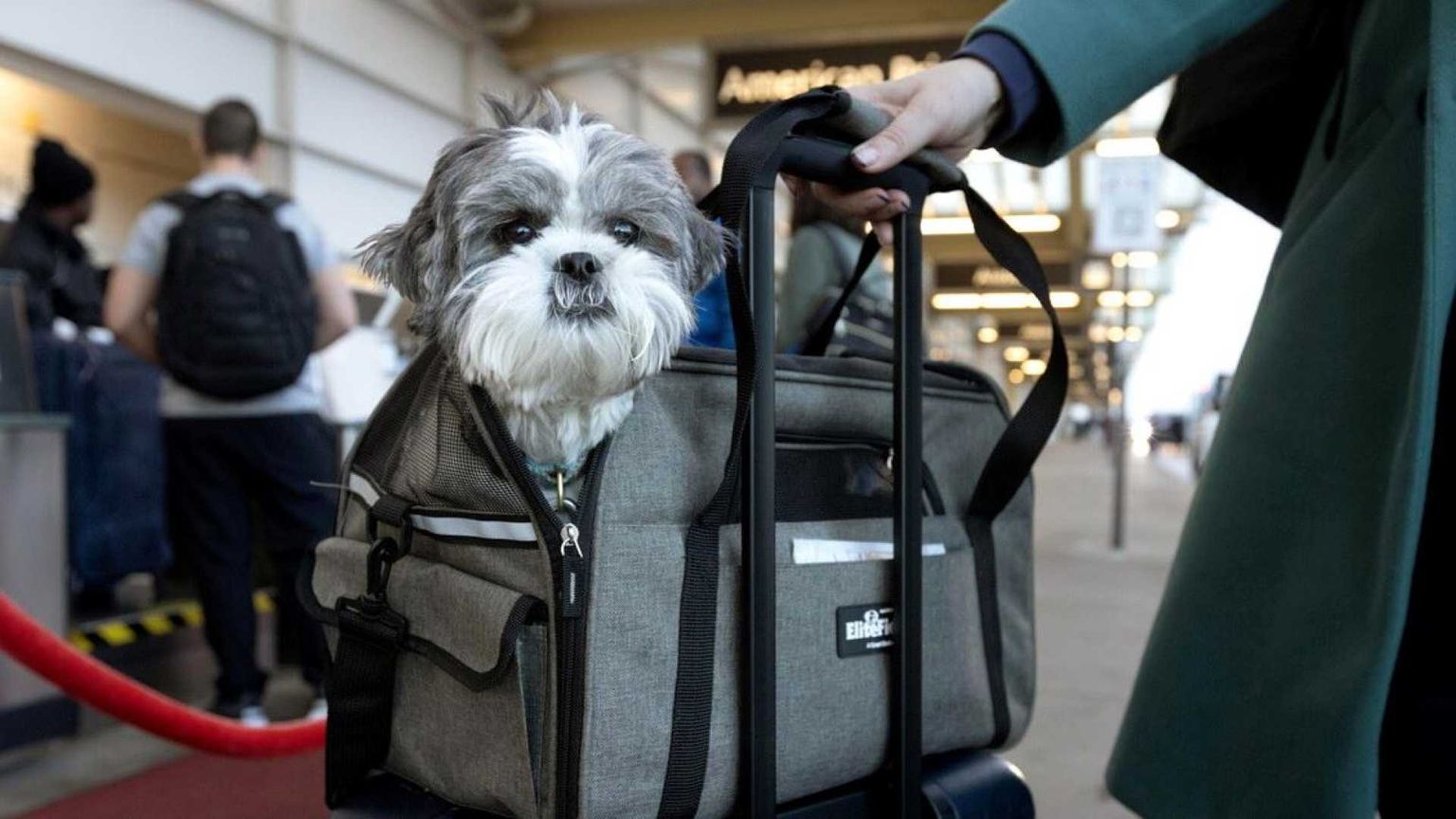 Cani di grossa taglia in cabina: ecco le nuove norme