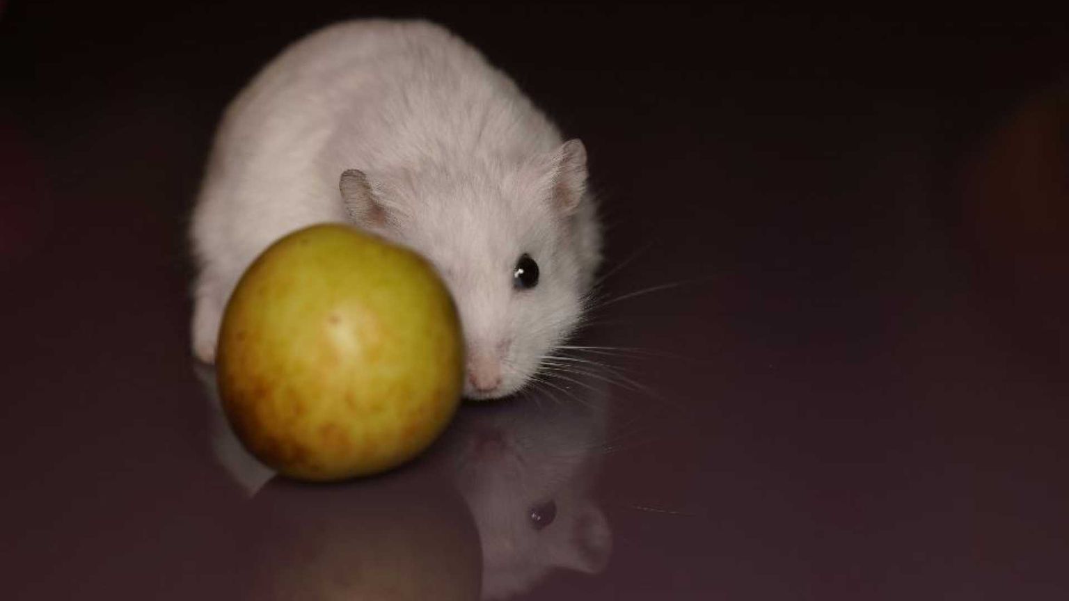 L'enigma della morte dei topi sull'Arca di Noè spaziale russa