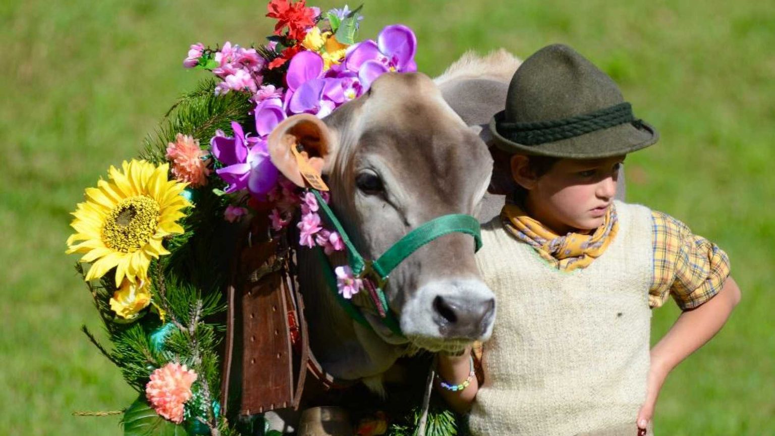 Il viaggio di Andrea con le sue mucche: così la transumanza diventa festa