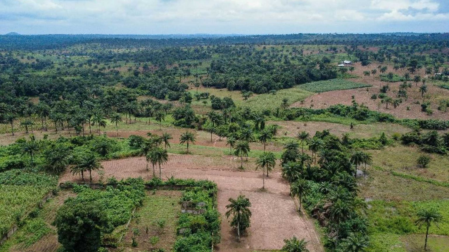 L'Ue ci prova di nuovo: vuole rinviare le regole contro la deforestazione