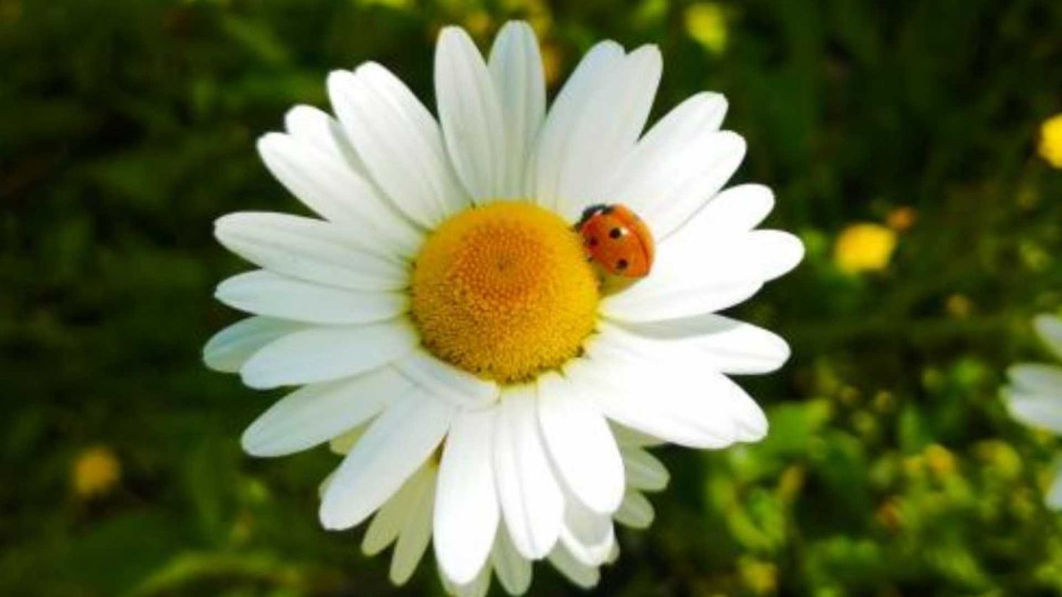 Perché l'ambiente in Italia non gode di buona salute