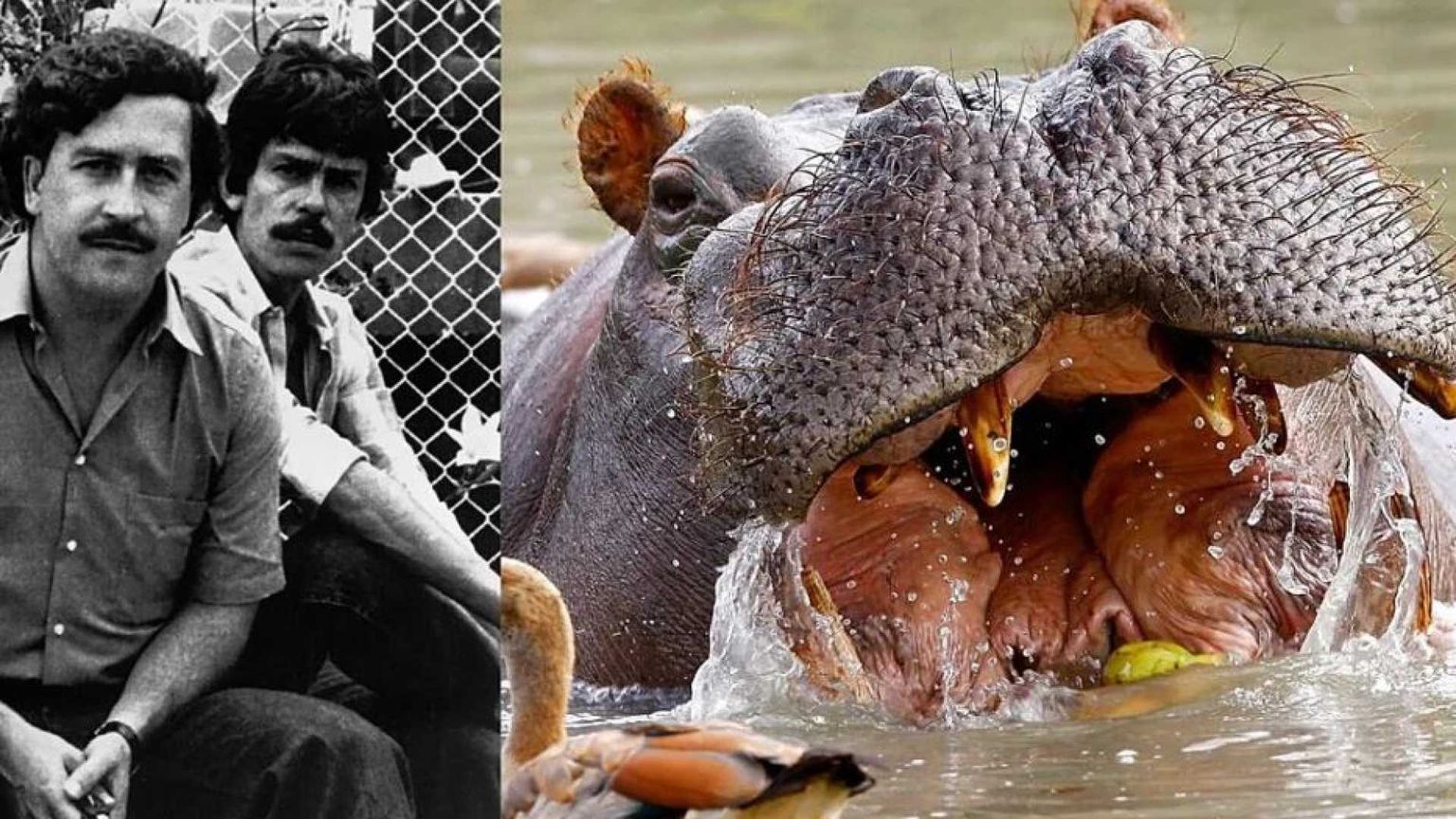 Alle donne vittime del conflitto parte dei beni di Pablo Escobar