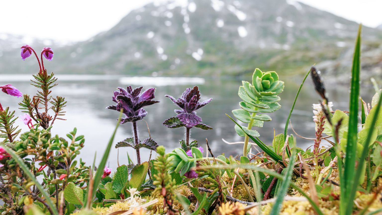 La speranza è la certezza di avere radici profonde votate a primavera