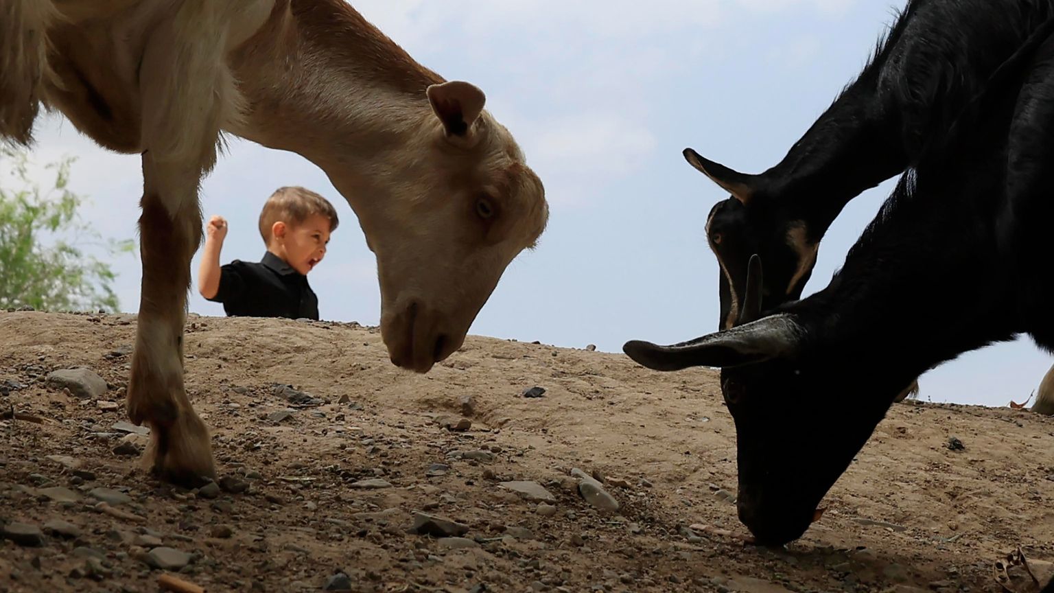 Un bimbo gioca nel deserto, vicino a del bestiame
