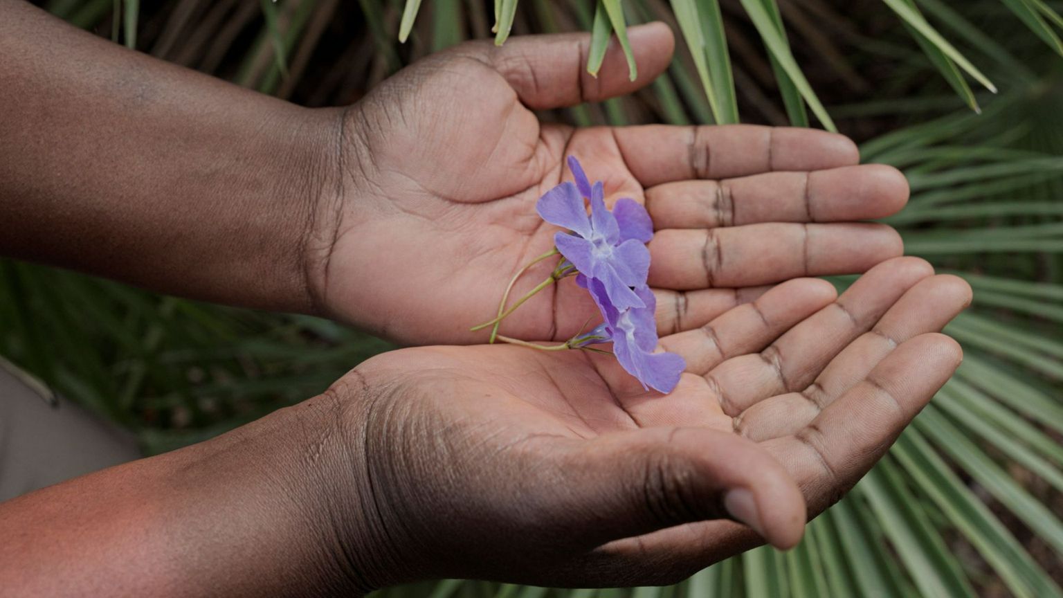 Due mani di una ragazza nera tengono dolcemente una violetta
