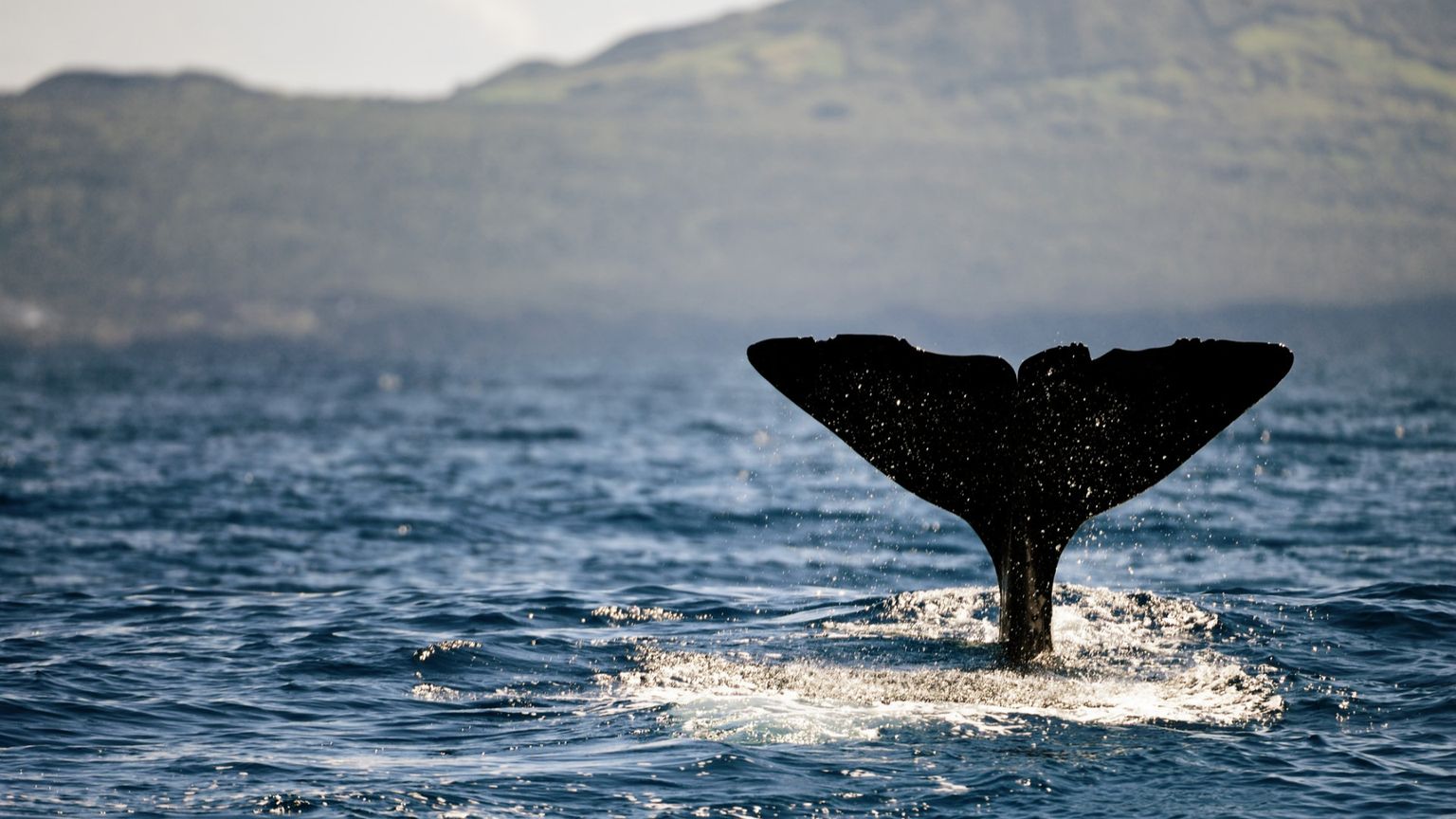 una coda di balena spunta davanti alle isole Azzorre