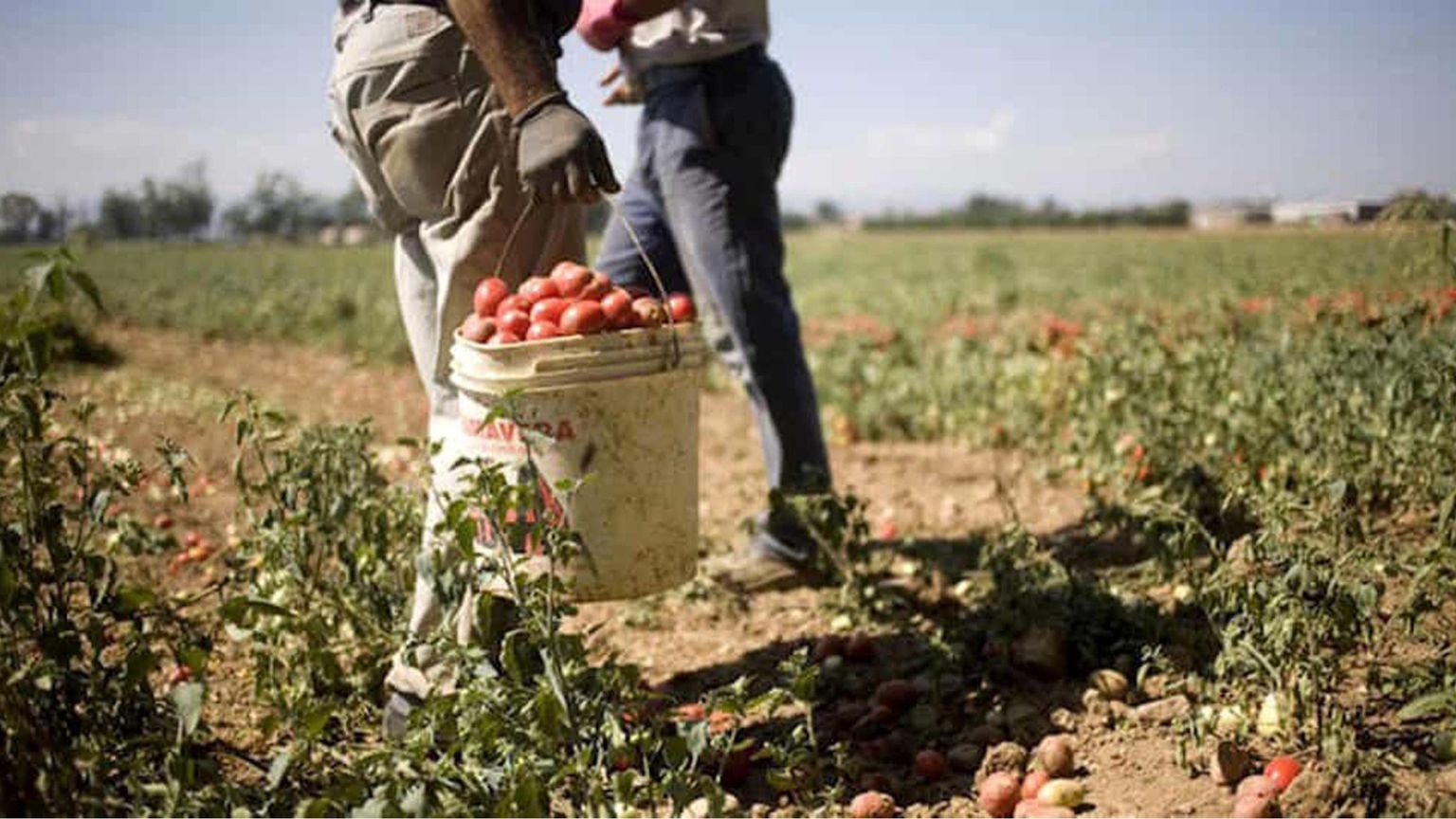 Braccianti al lavoro