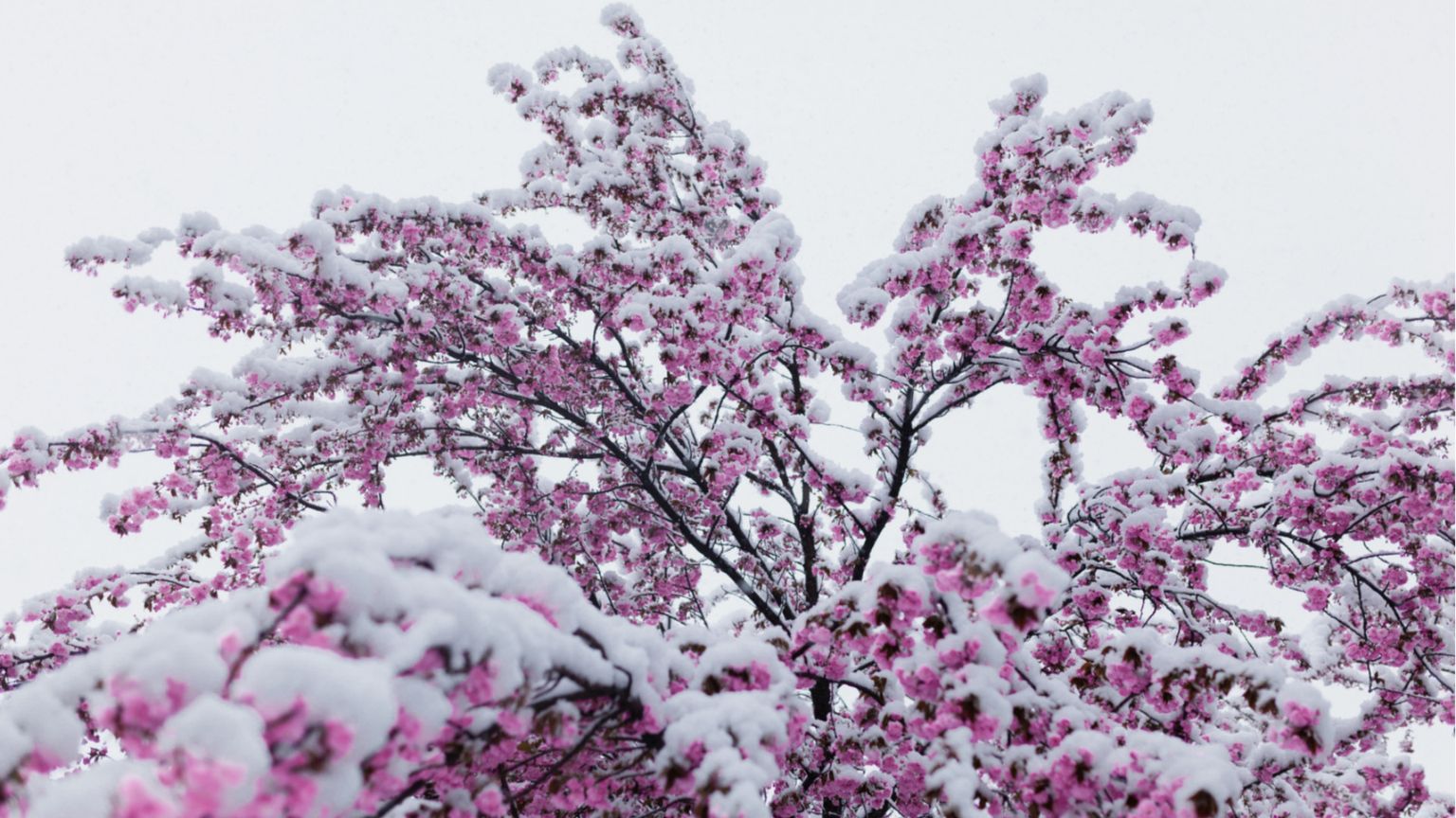 Speriamo che si salvino i frutti