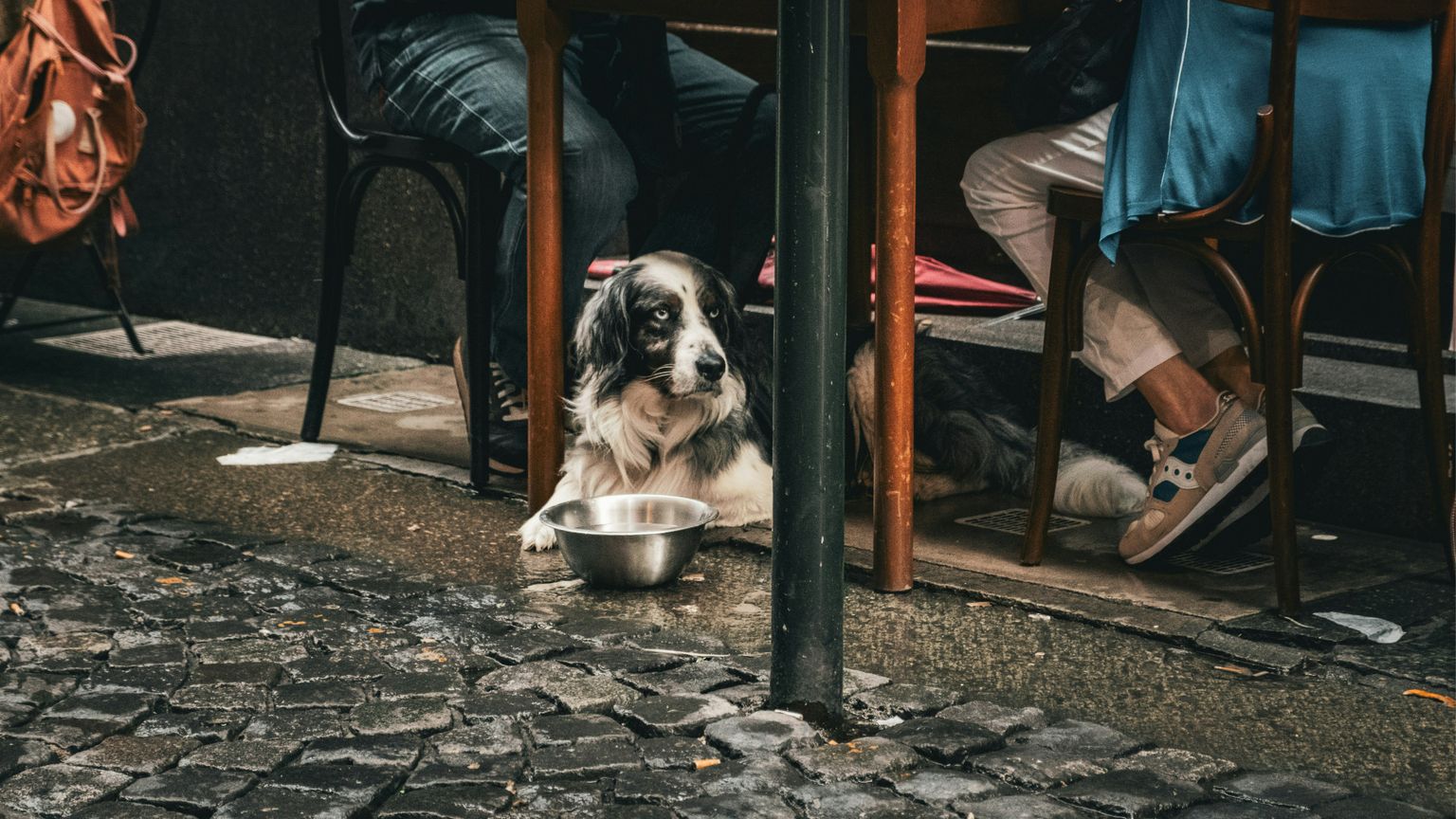 Nell'Italia senza figli le famiglie colmano la solitudine con gli animali