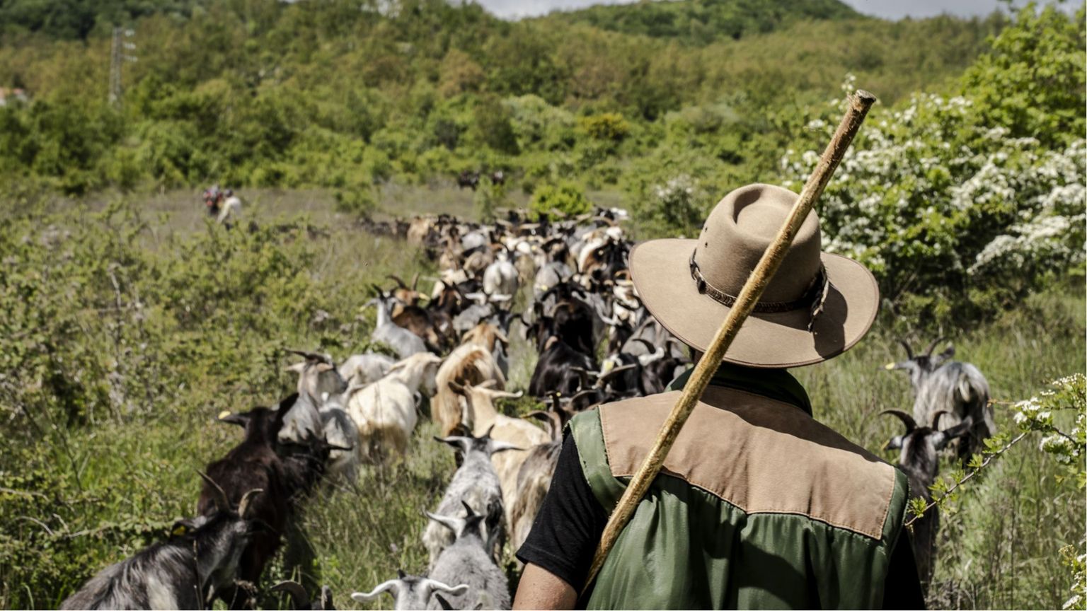 Perché il mestiere del pastore va riscoperto (anche dai più giovani)
