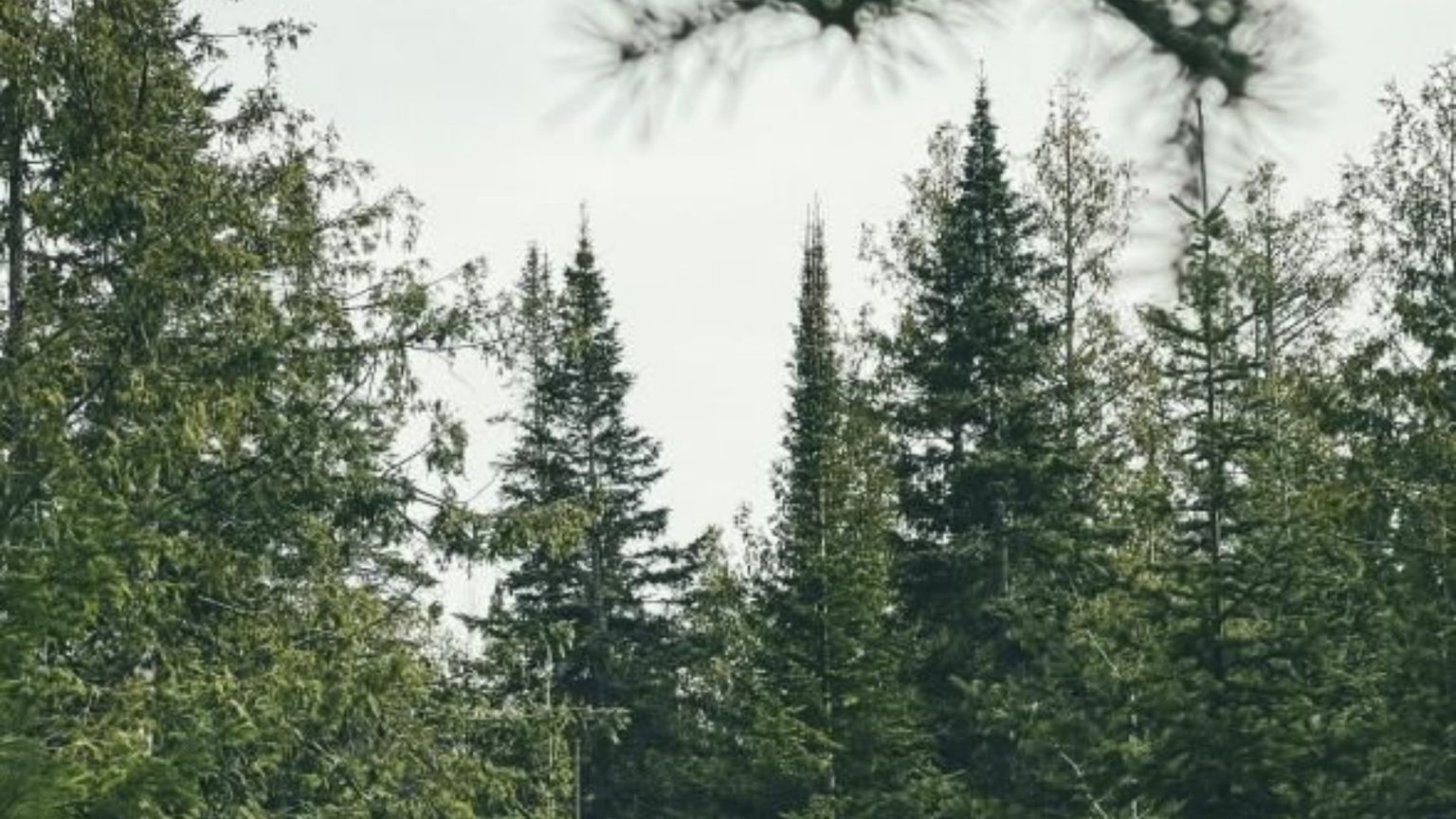Basta guardarla per stare meglio: la forza curativa della natura