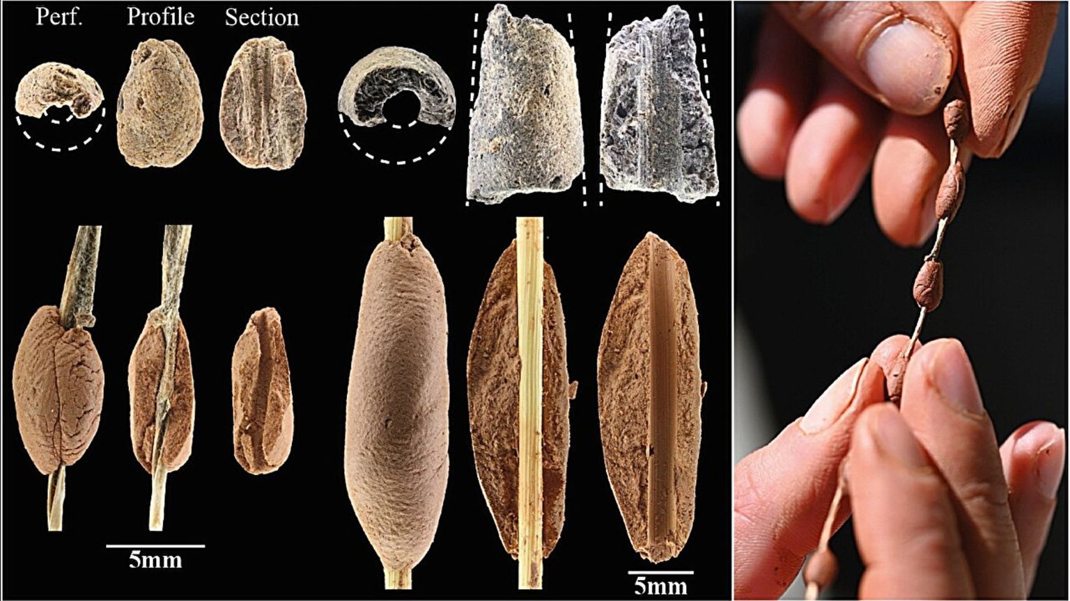 Anche i bambini del Paleolitico giocavano con il pongo