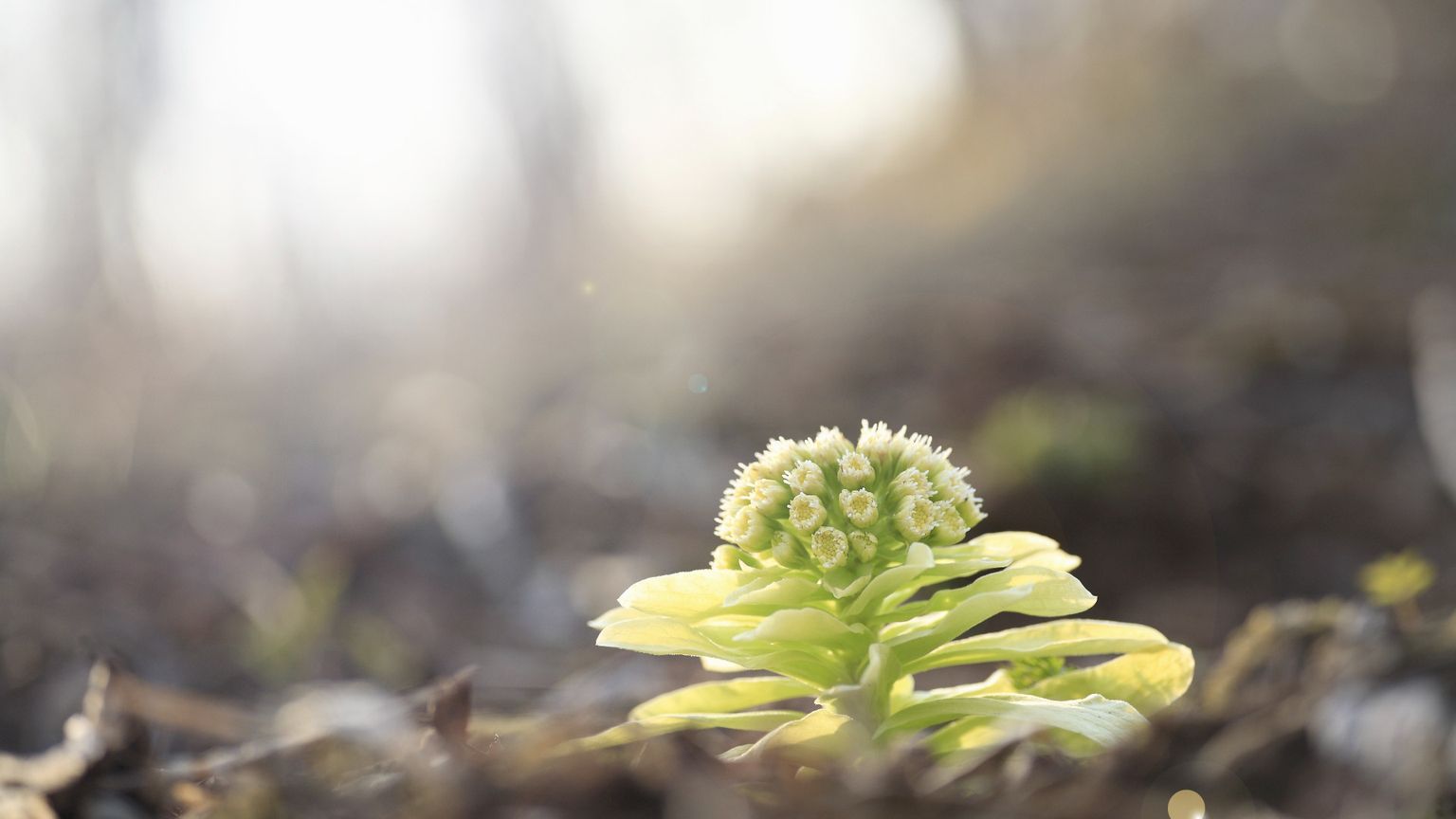 La dinamica insidiosa del nemico (che si sdoppia)