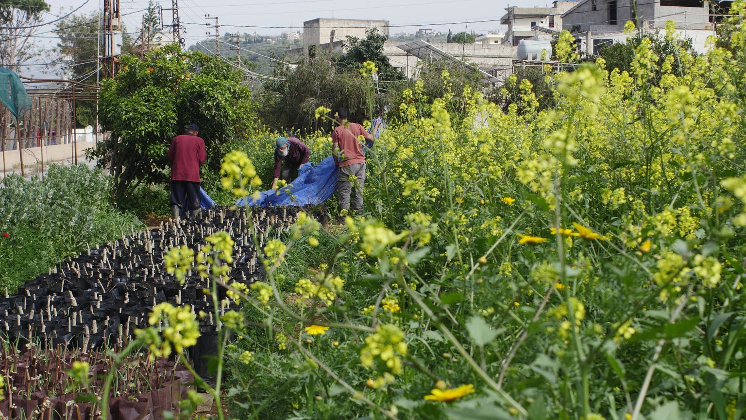 In un campo, circondati dai fiori d'arancio,  attivisti e contadini raccolgono i boccioli nel sud del Libano