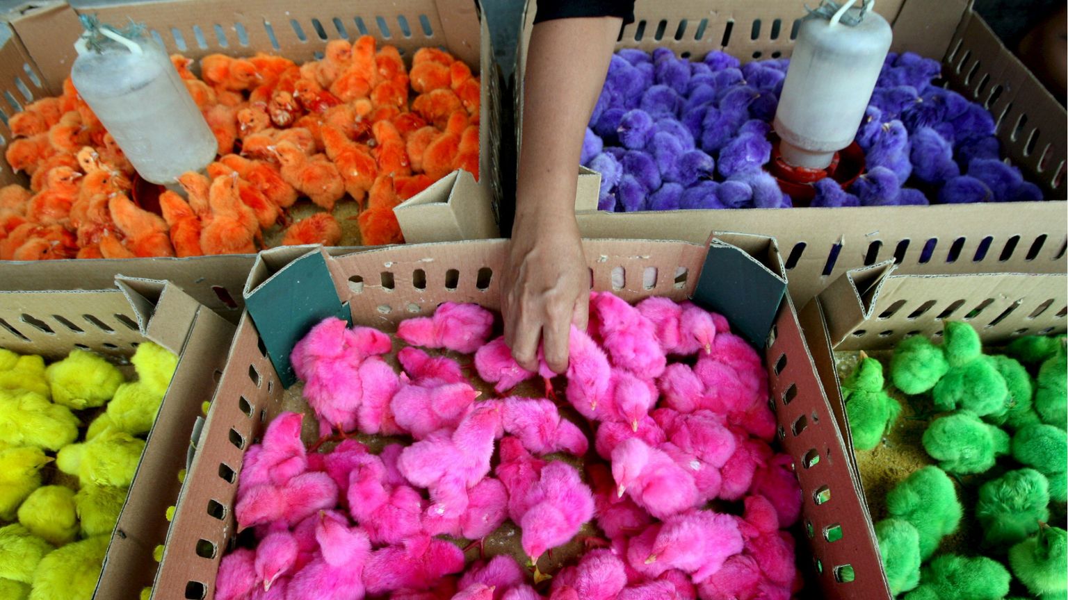 I pulcini, nel mondo, per Pasqua vengono persino colorati / ANSA