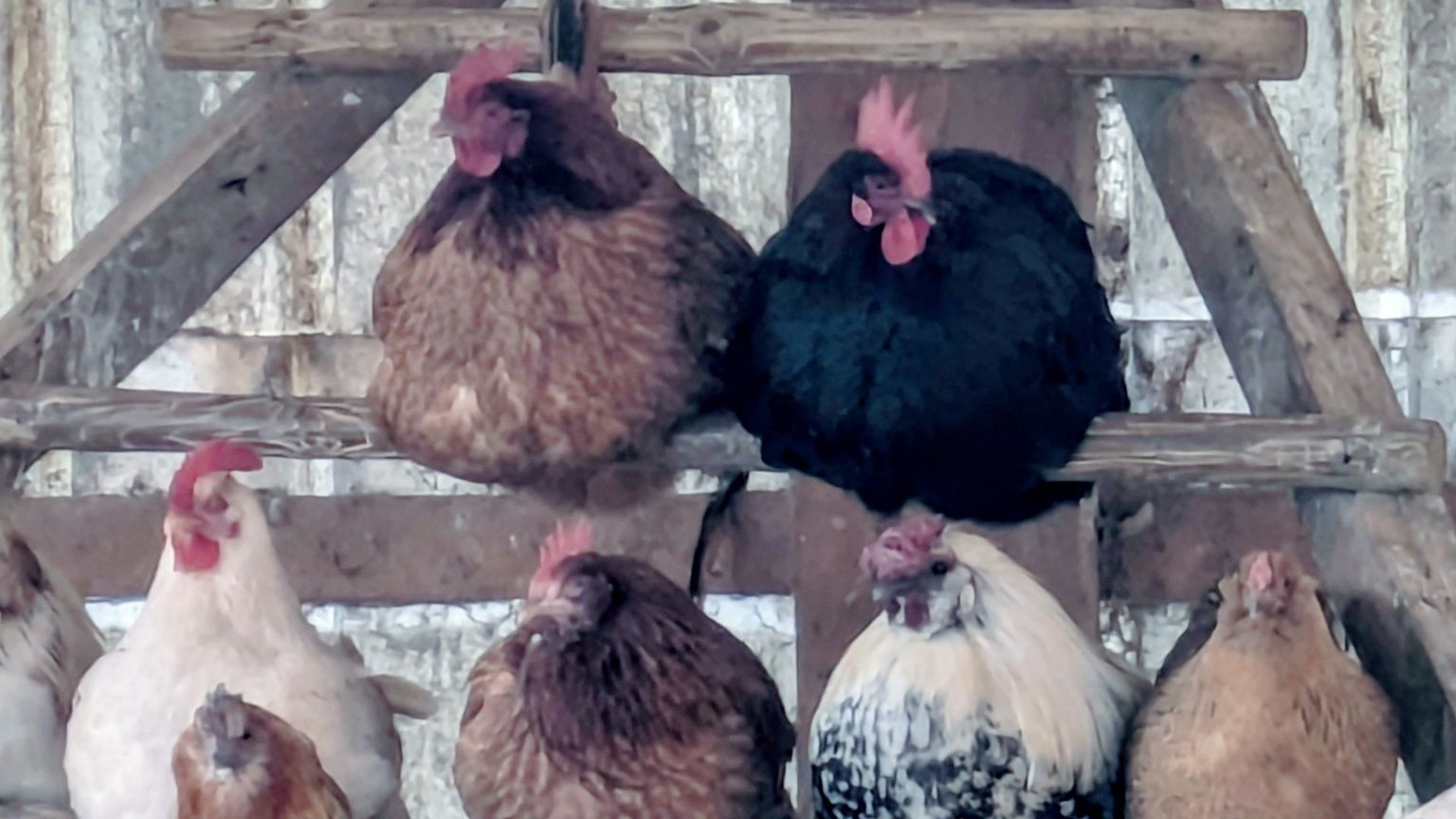 La guerra, e la paura di essere deboli