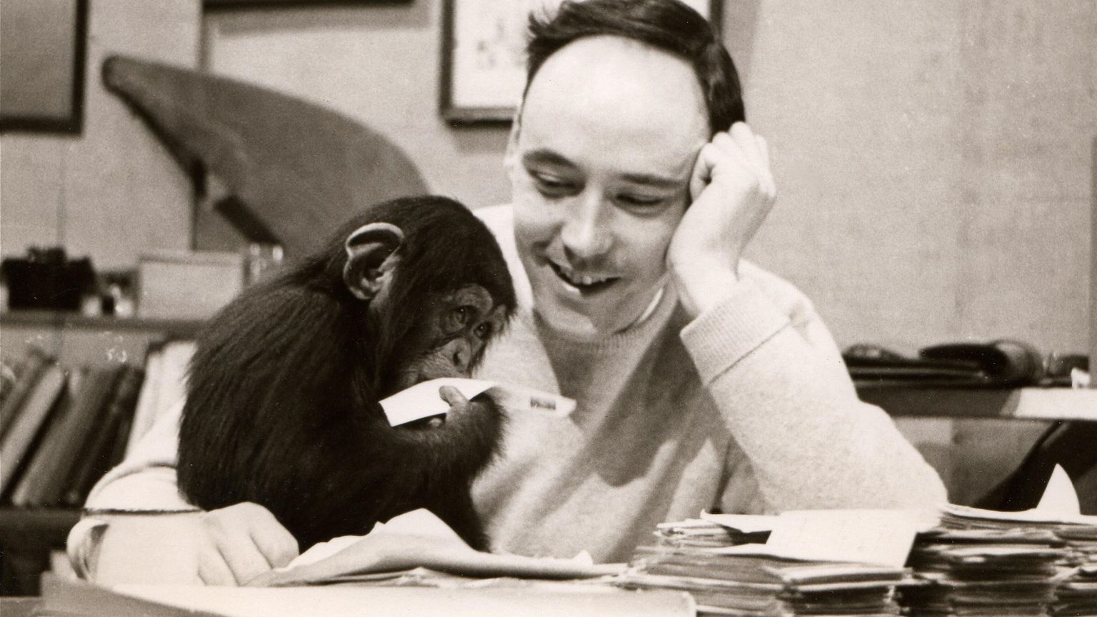 Addio a Desmond Morris. Con "La scimmia nuda" rimise l’uomo dentro lo zoo